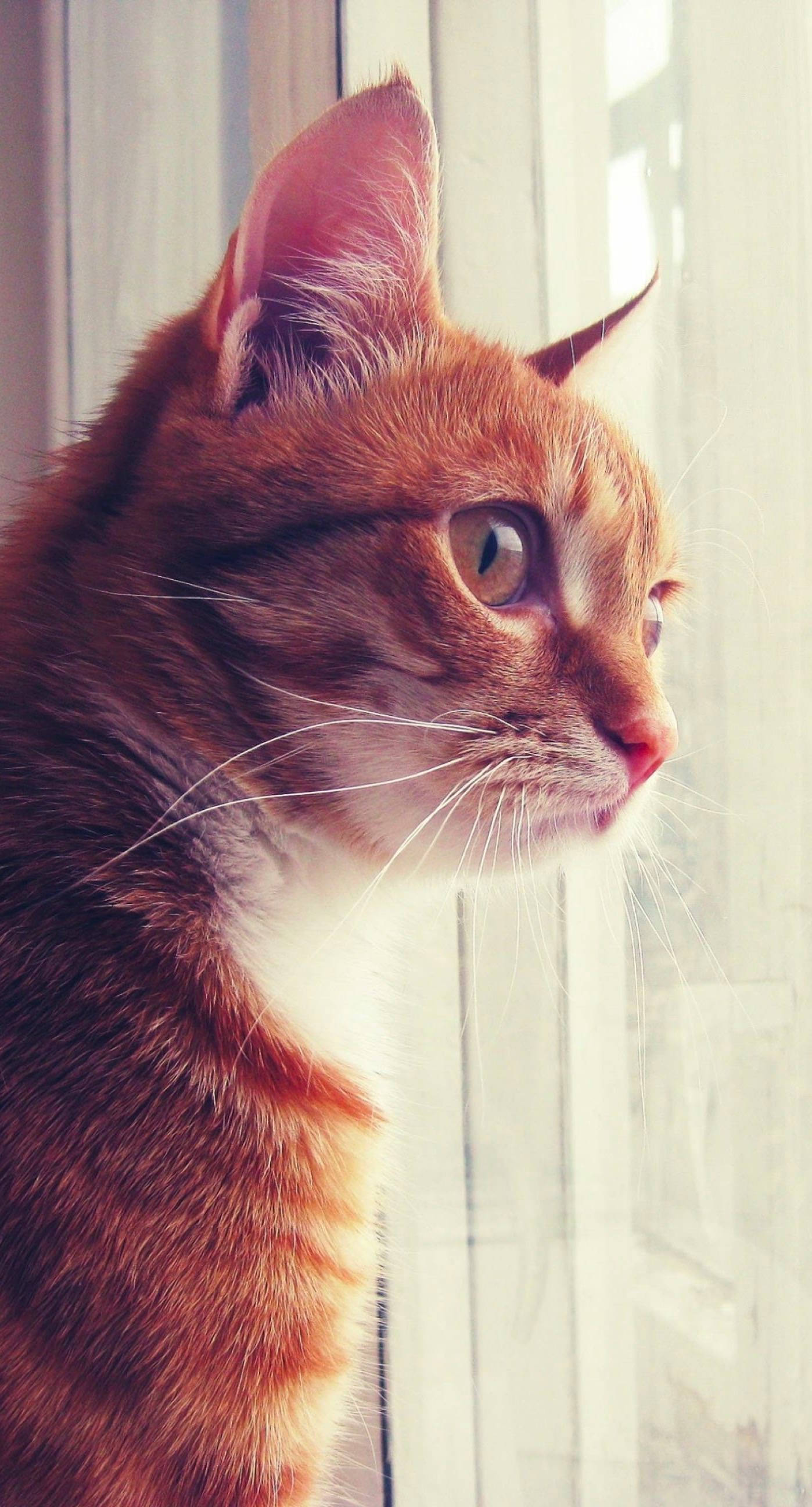 Adorable Orange Tabby Cat Iphone