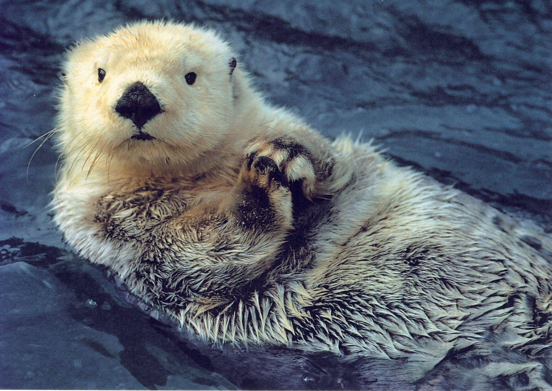 Adorable Otter Animal Background