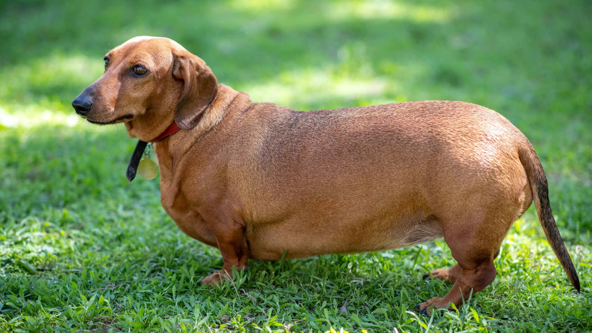 Adorable Overweight Dog Enjoying Outdoors