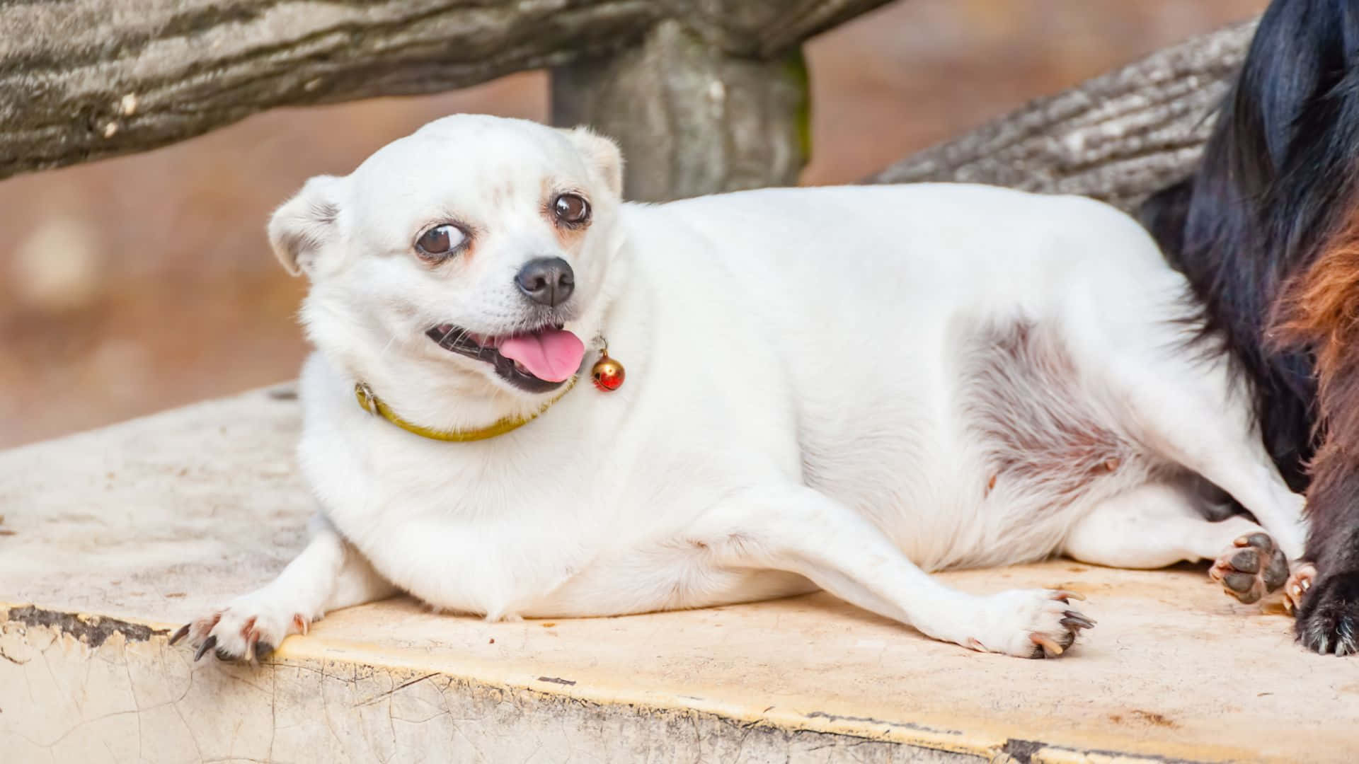 Adorable Overweight Dog Lazing Around Background