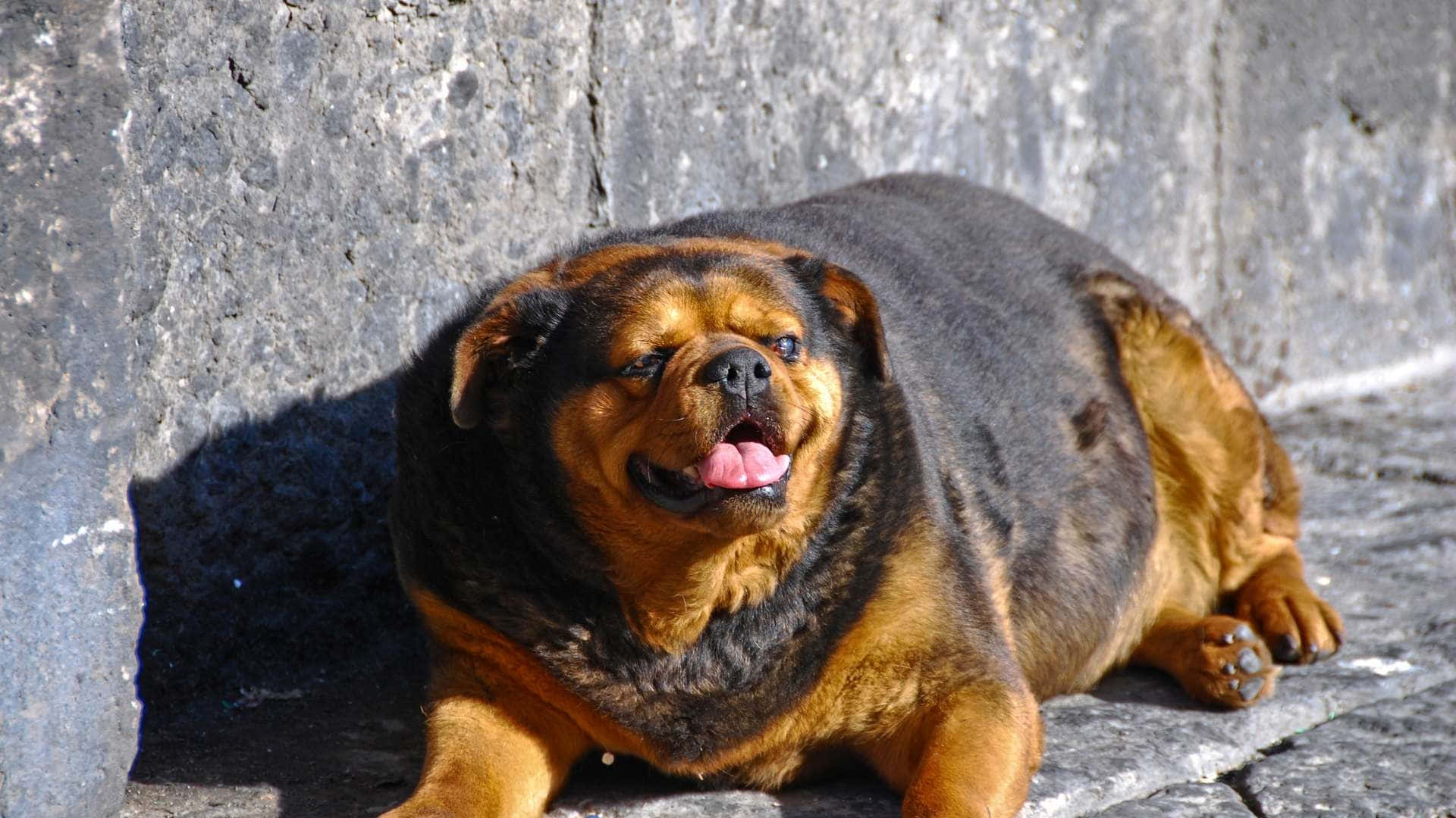 Adorable Overweight Dog Lounging At Home Background