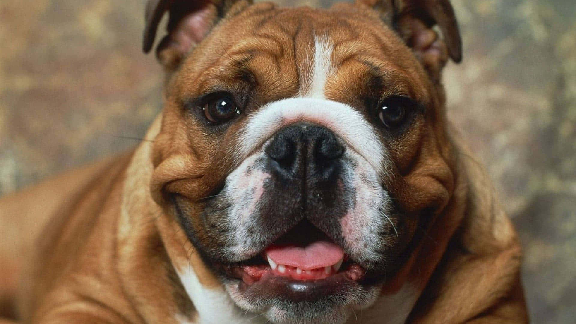 Adorable Overweight Dog Lounging Outdoors Background