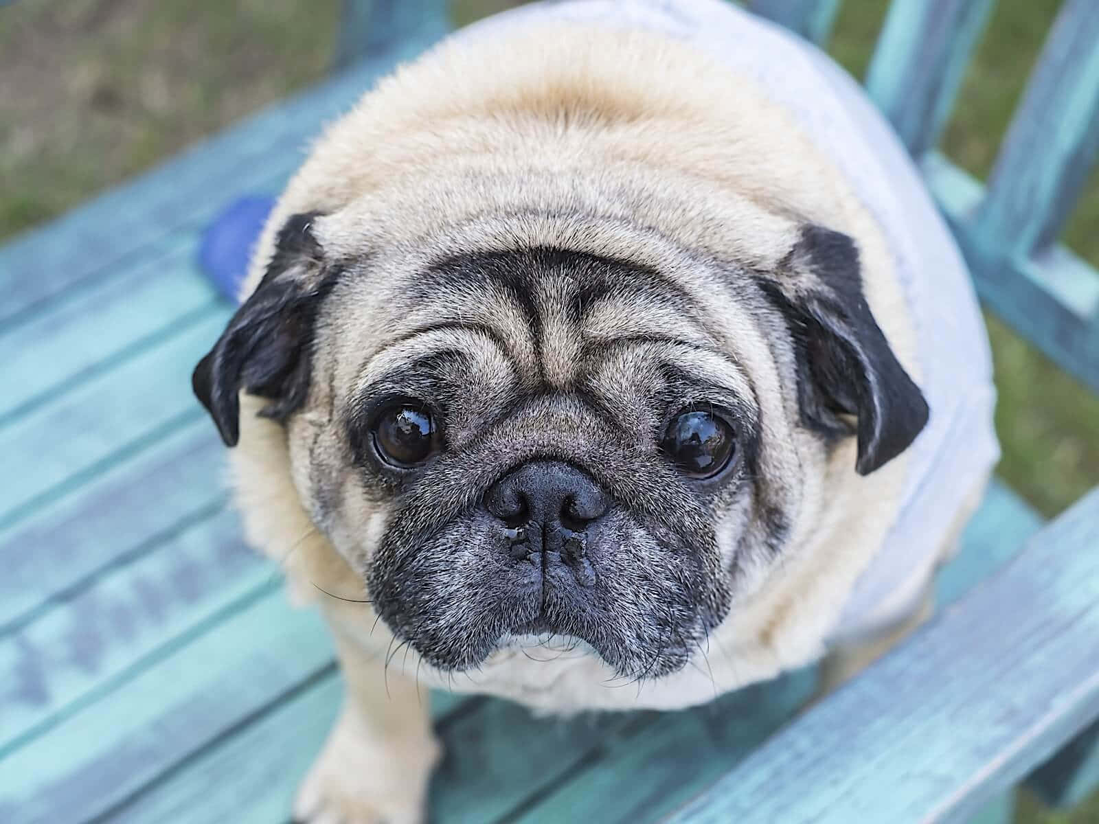 Adorable Overweight Pooch Enjoying A Day In The Field