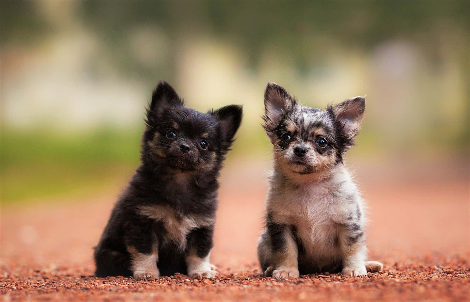 Adorable Pair Of Long-haired Chihuahua Pups Background