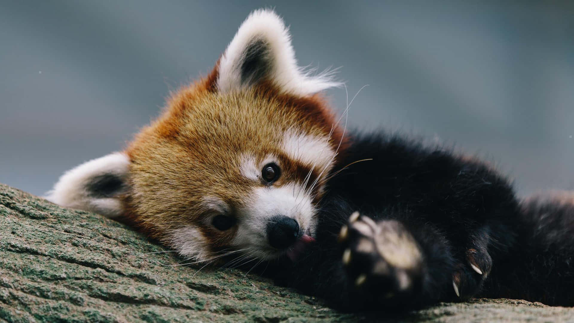 Adorable Panda Theme Laptop Background