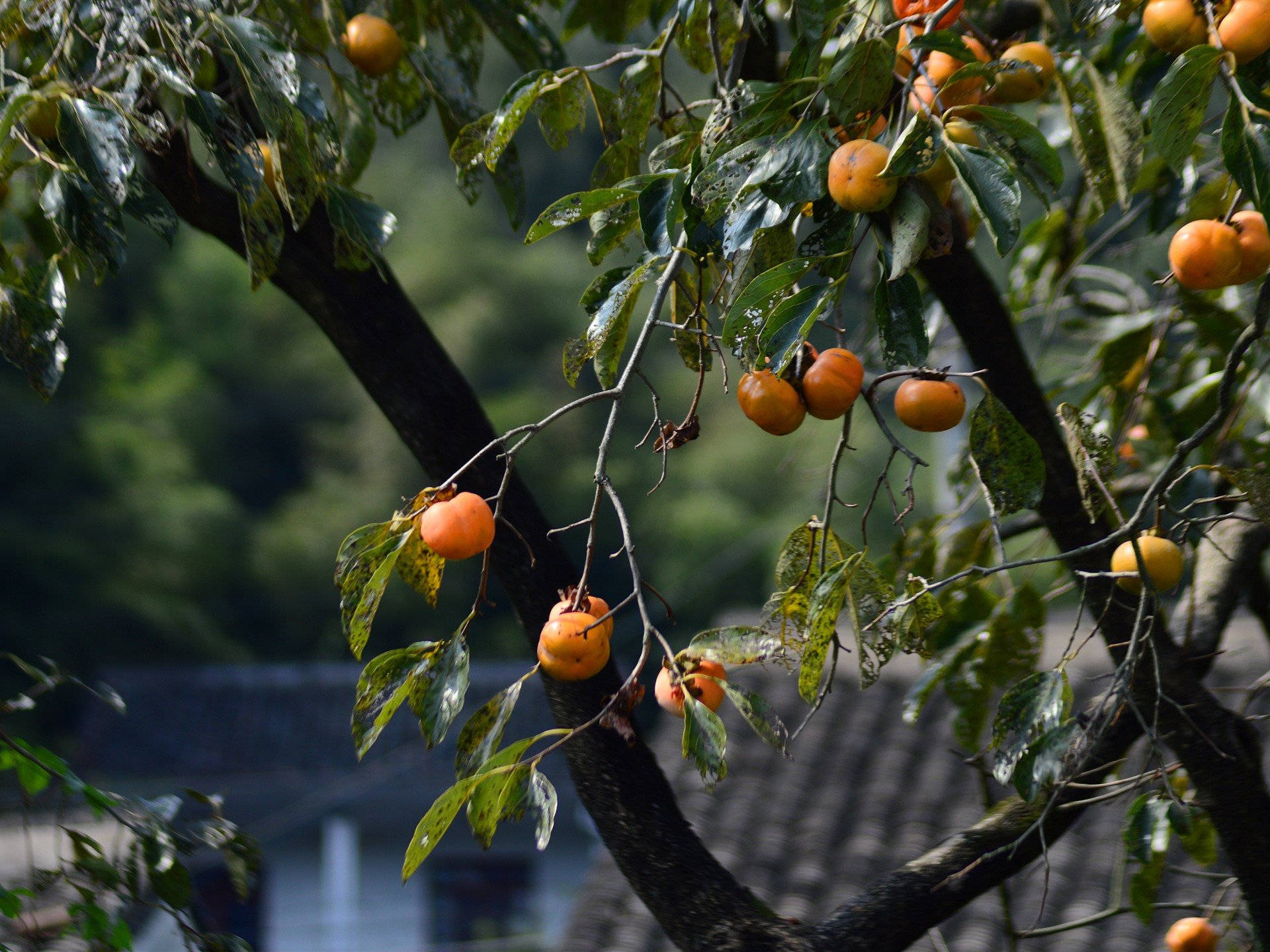 Adorable Persimmon Tree Background