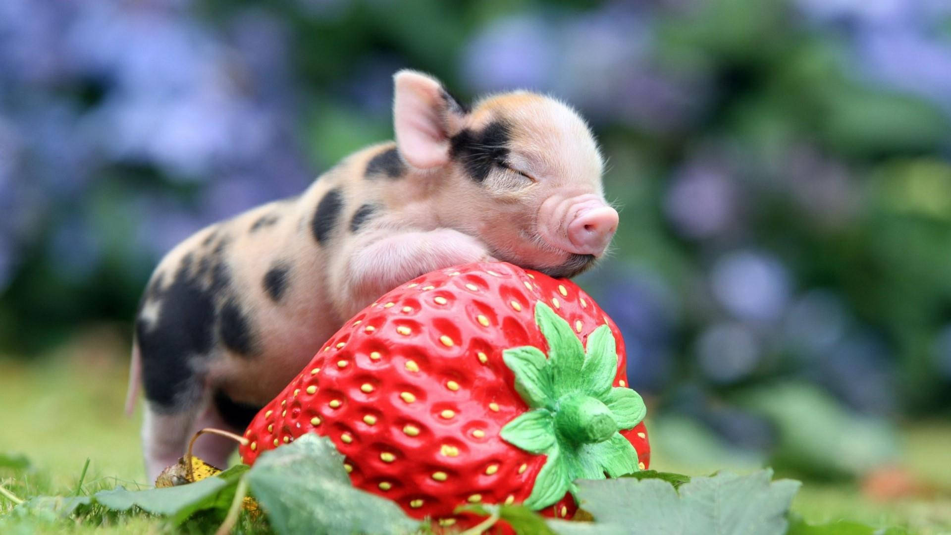 Adorable Piglet Resting In A Field Background