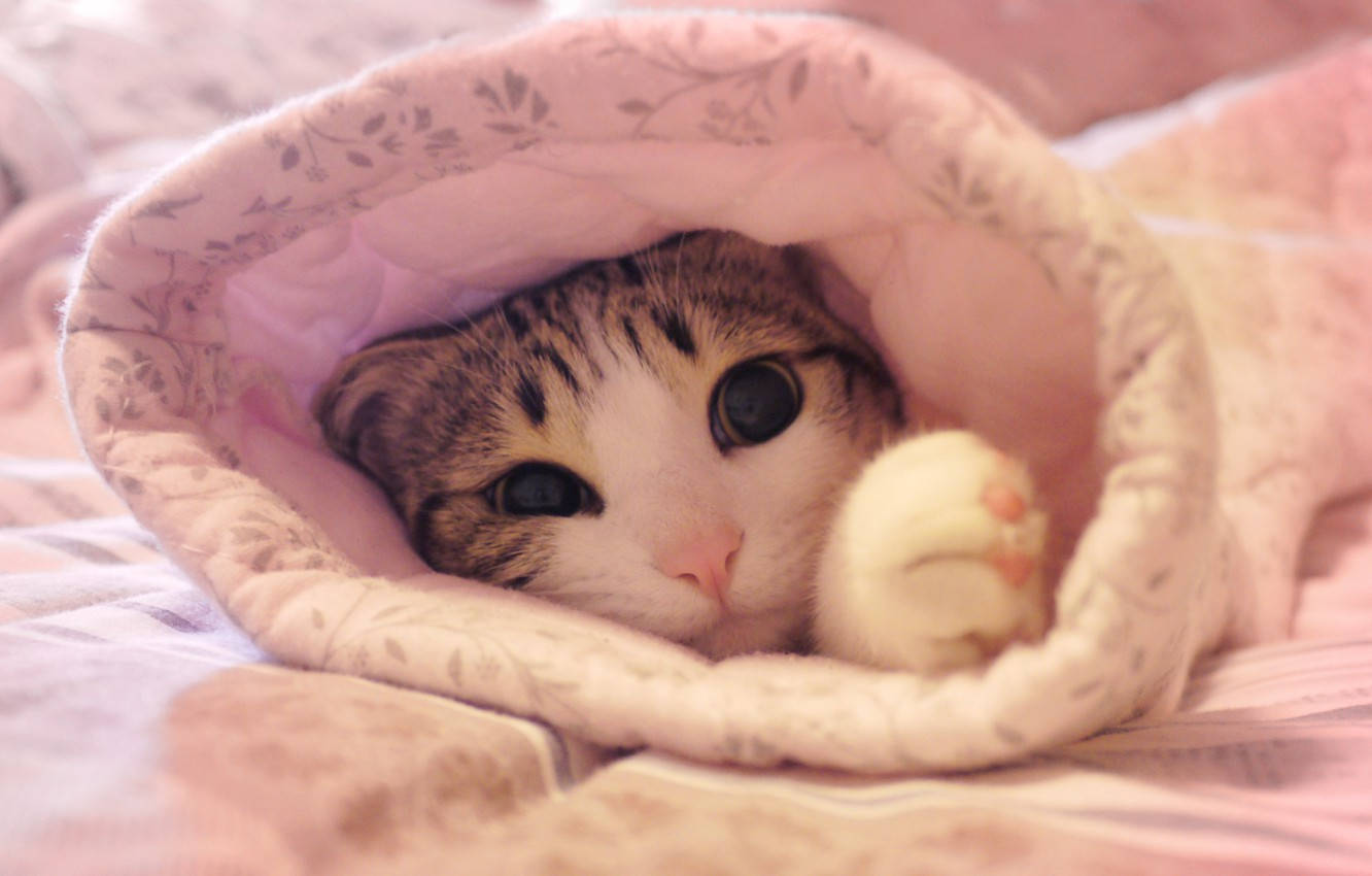 Adorable Pink Cat Taking A Stroll In The City