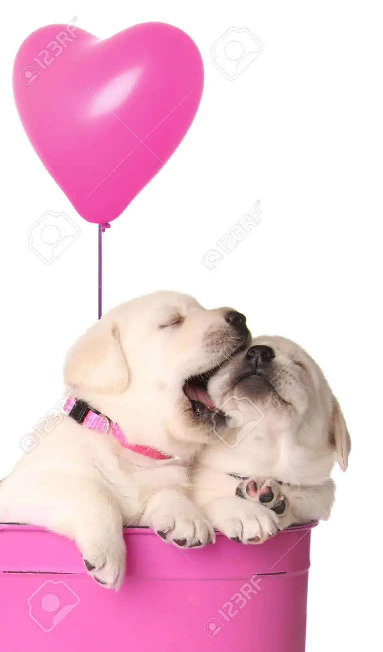 Adorable Pink Puppies Adorably Playing