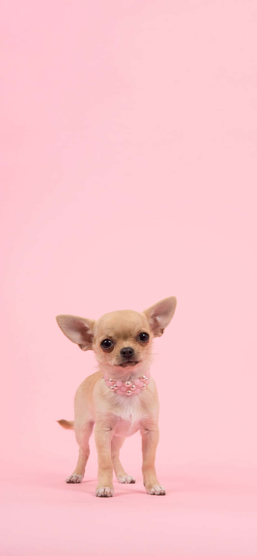 Adorable Pink Puppies Are Ready For Cuddles Background