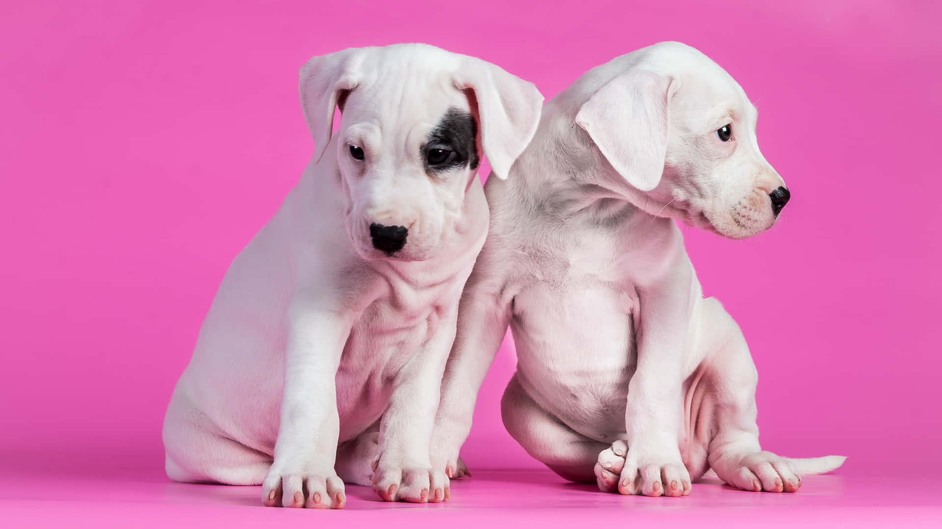 Adorable Pink Puppies Enjoying Sweet Summertime Fun Background