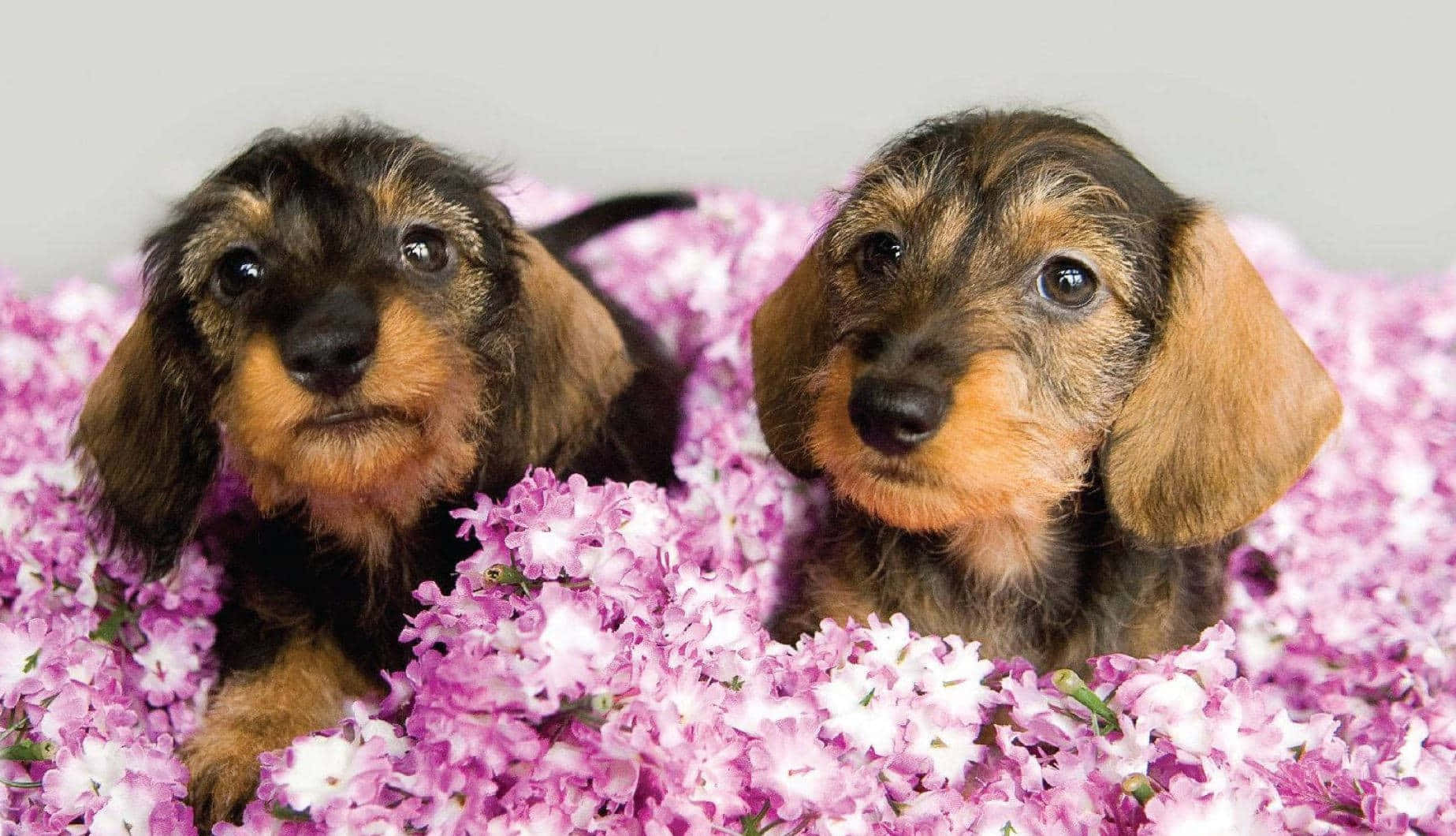 Adorable Pink Puppies Frolicking In The Grass Background