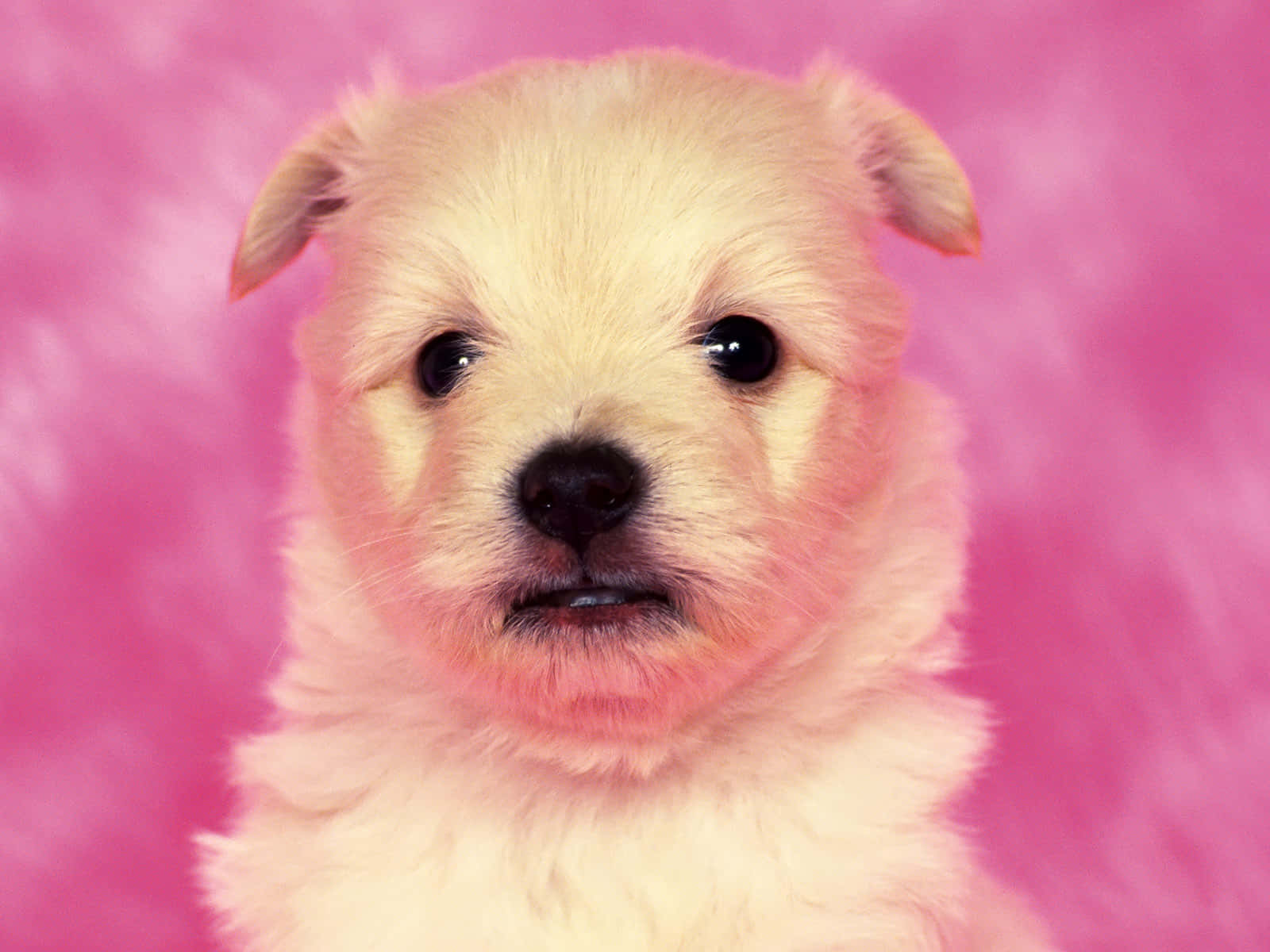 Adorable Pink Puppies Playing On A Carpet Background