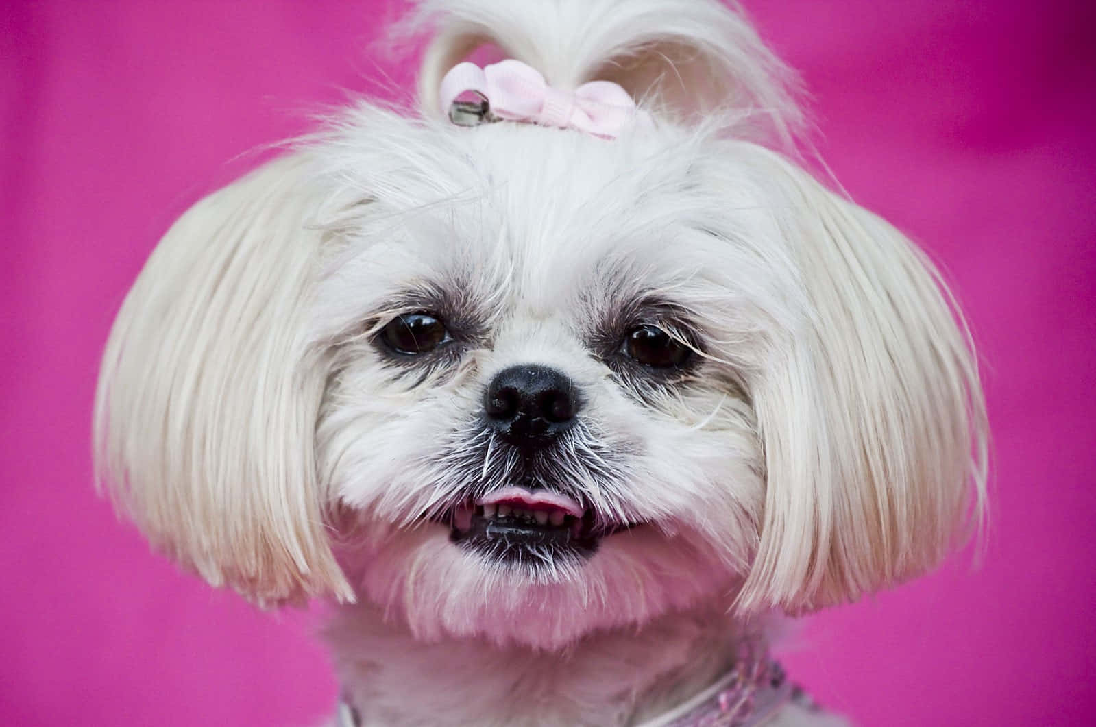 Adorable Pink Puppies Snuggling Together Background