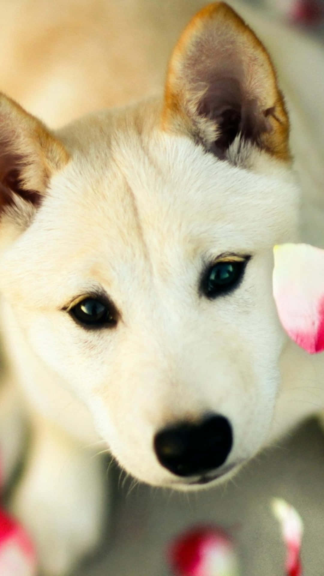 Adorable Pink Puppies To Brighten Your Day Background