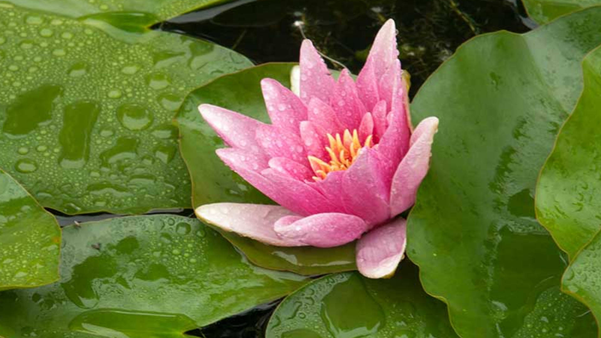 Adorable Pink Water Lily Background