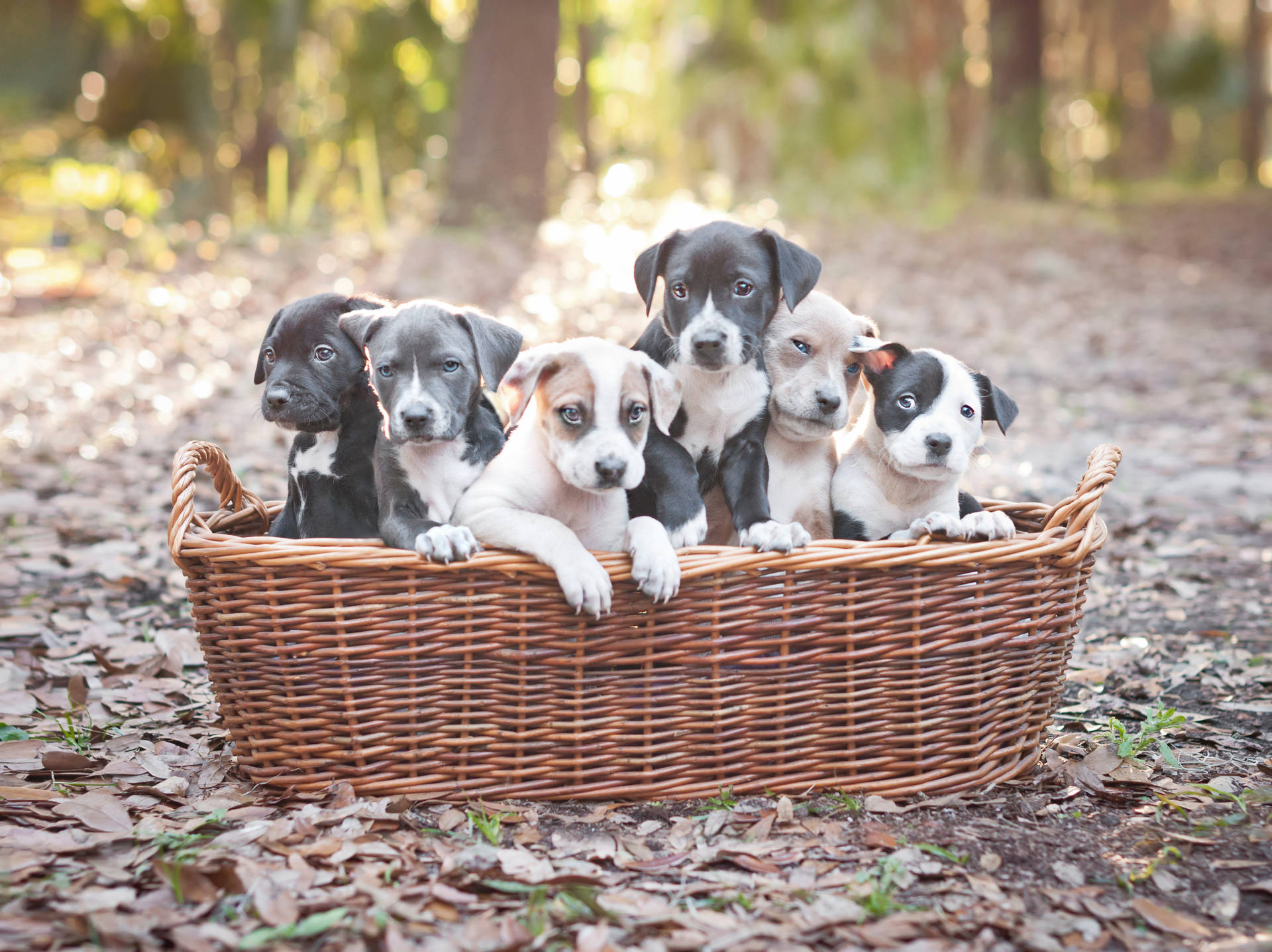 Adorable Pitbull Puppies Nestled In A Basket Background