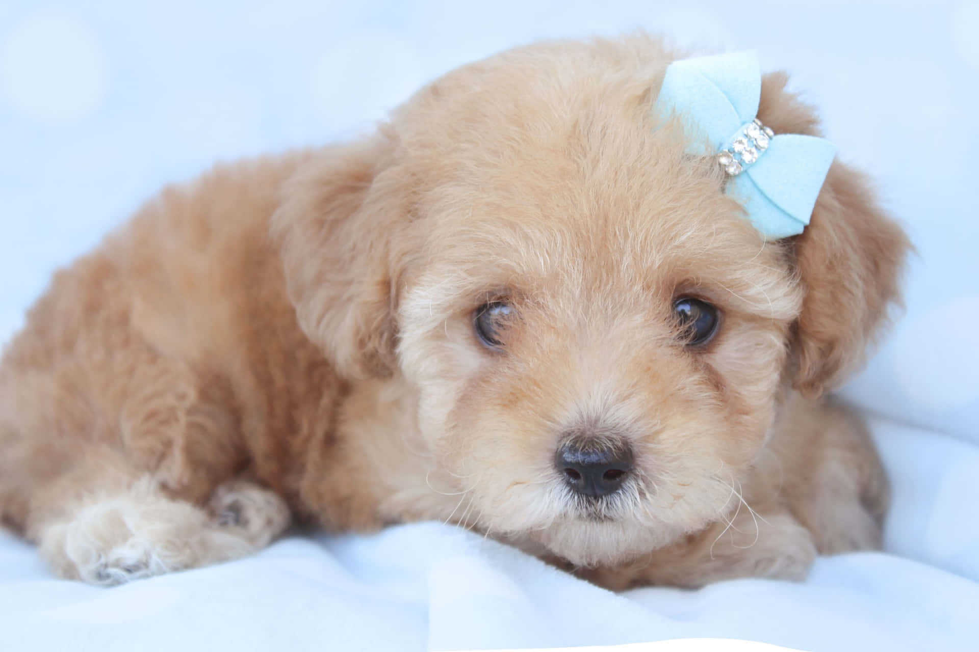 Adorable, Playful And Sweet - Meet The Pink Puppies! Background