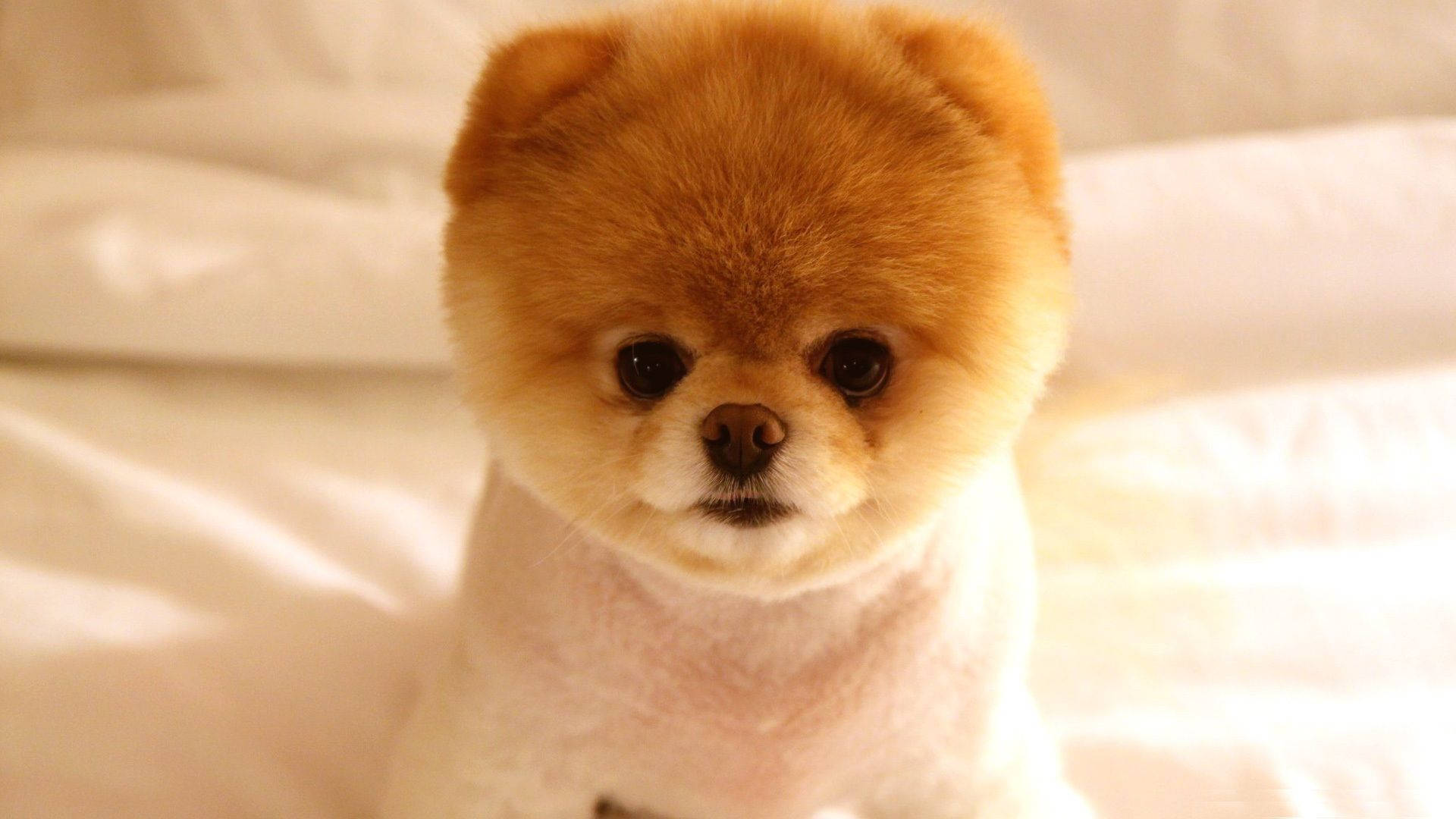 Adorable Pomeranian Puppy Hd Background