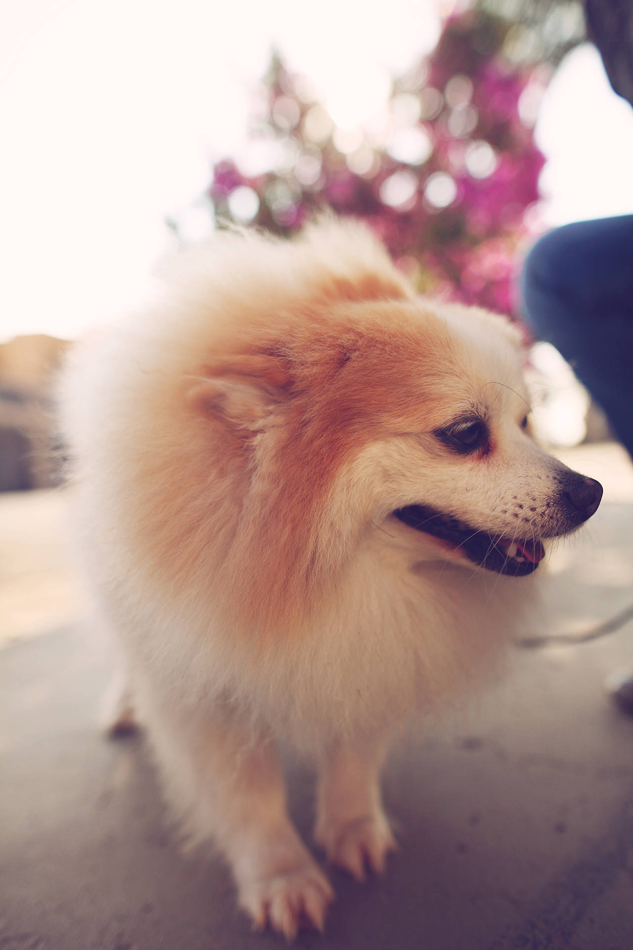 Adorable Pomeranian Puppy In High Resolution