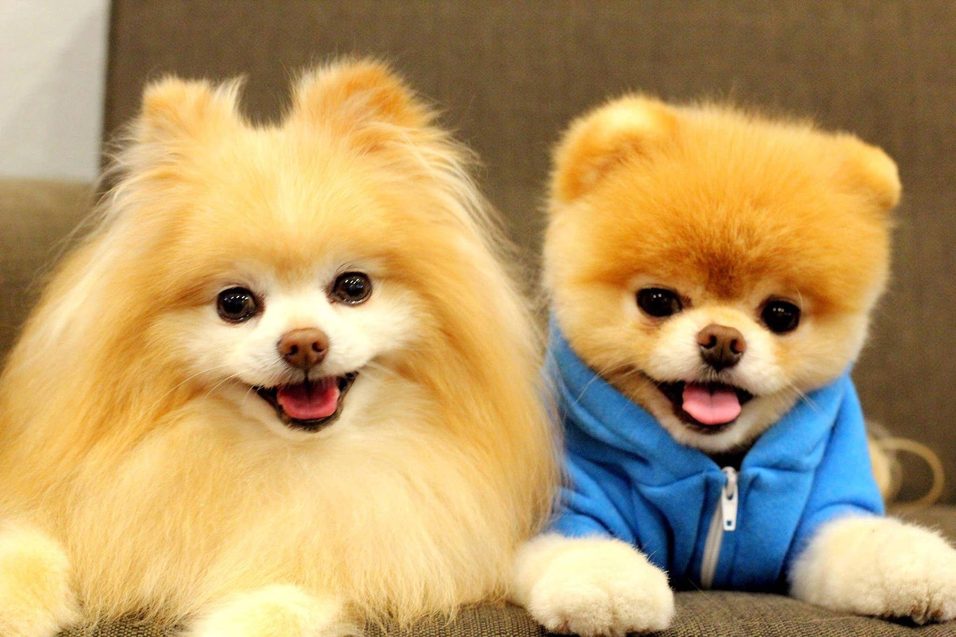 Adorable_ Pomeranians_ Smiling Background