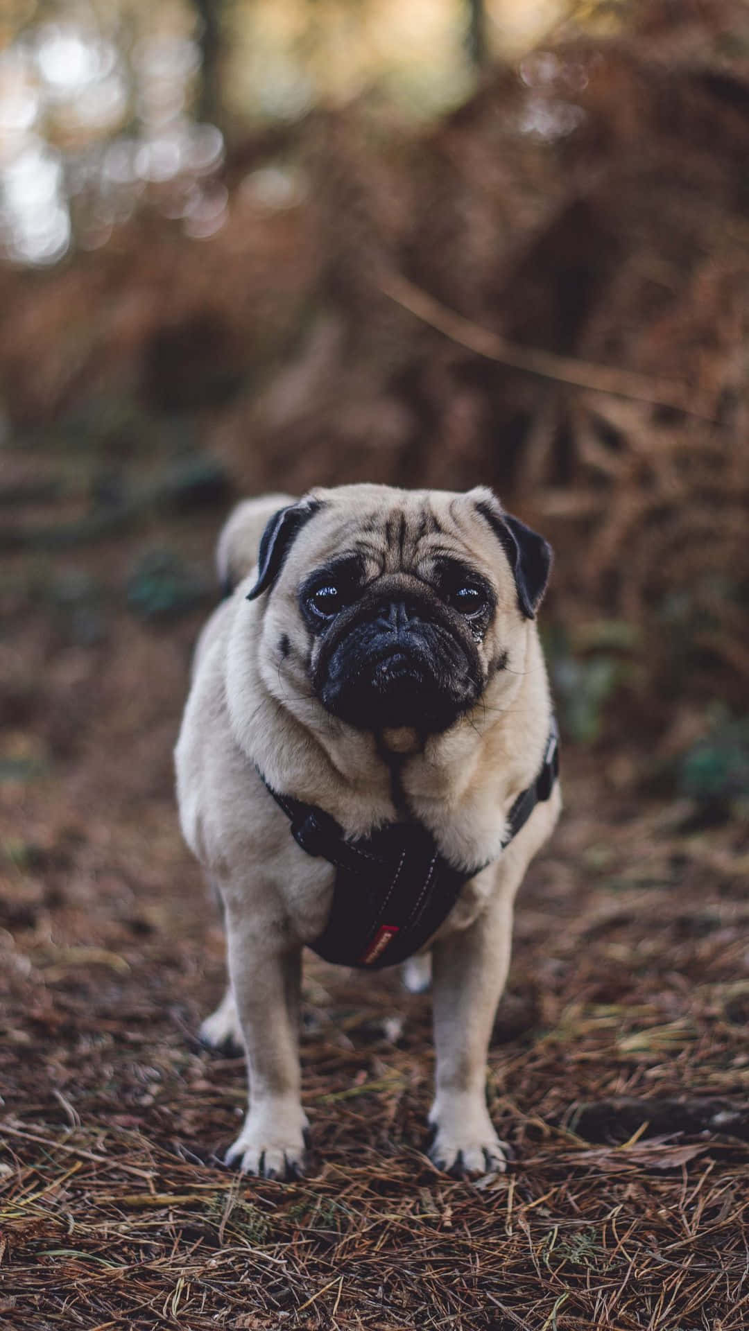 Adorable Pug Enjoying A Lazy Day.