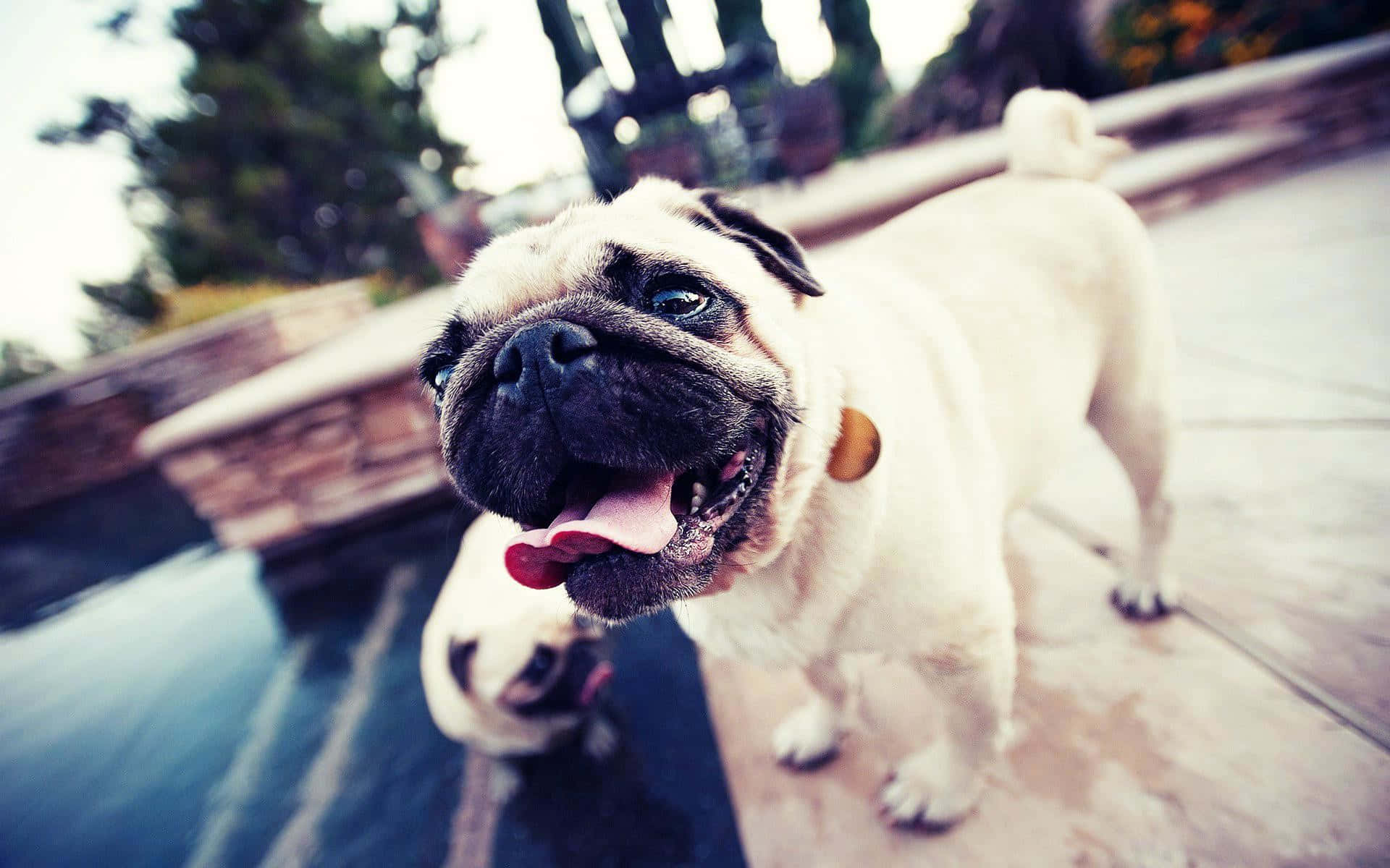 Adorable Pug Pals Background