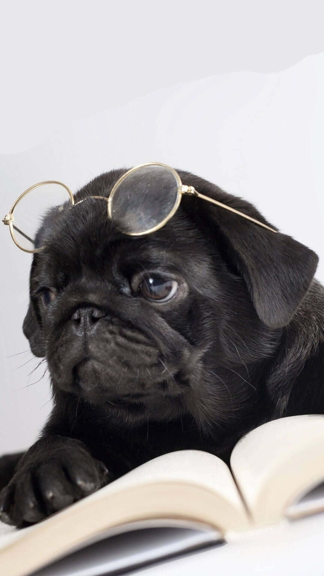 Adorable Pug Pup Looking Up With Beady Eyes