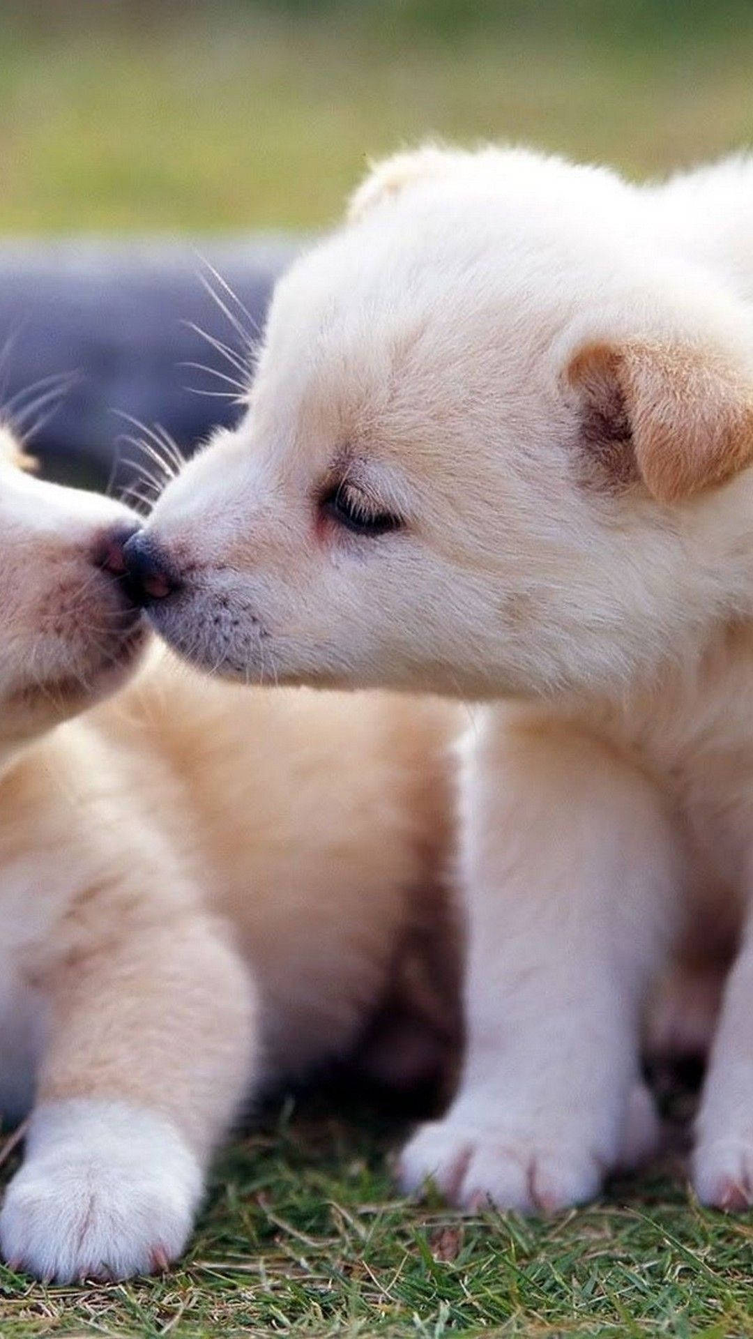 Adorable Puppies Kissing Mobile Background