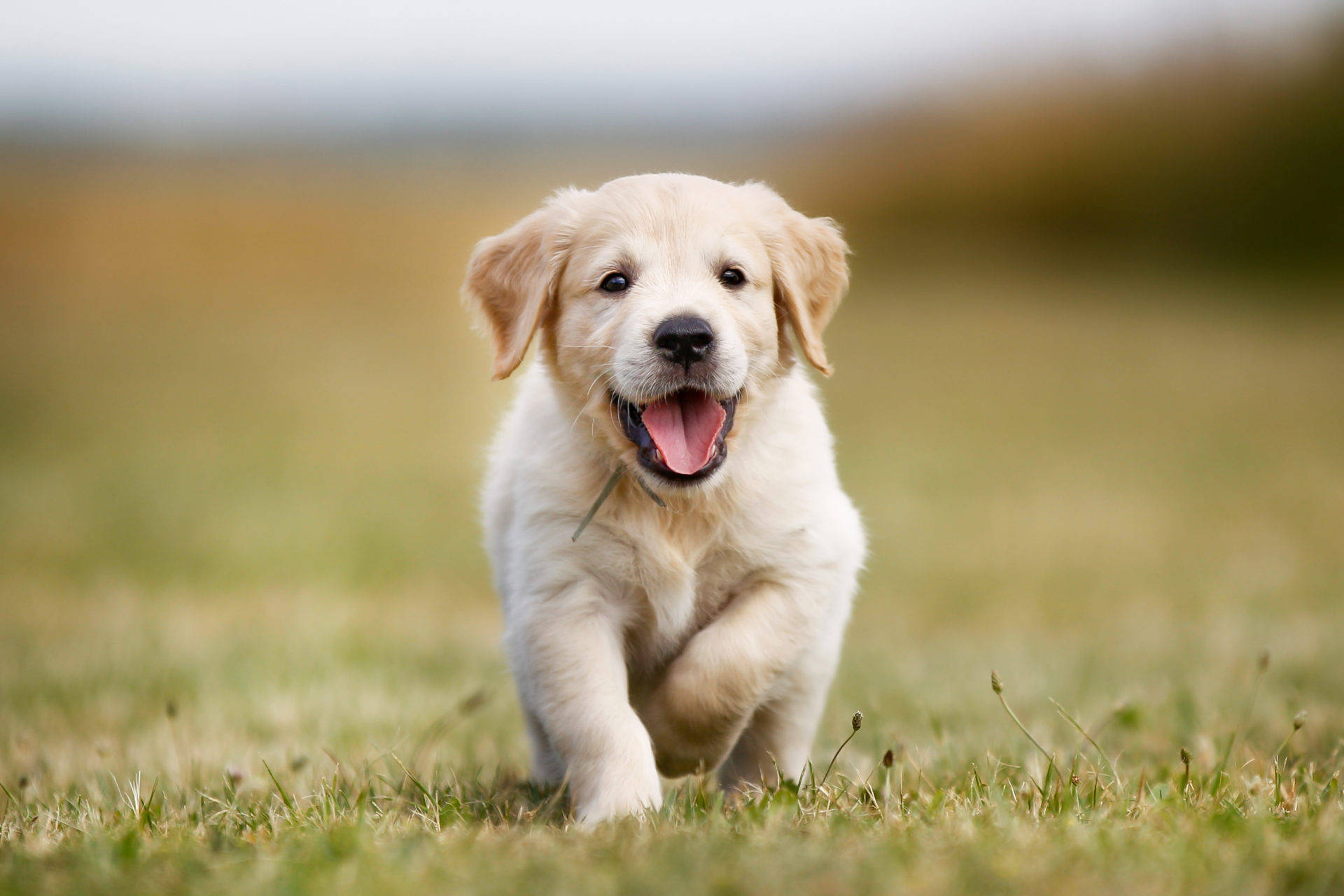 Adorable Puppy Joyfully Running Outdoors Background