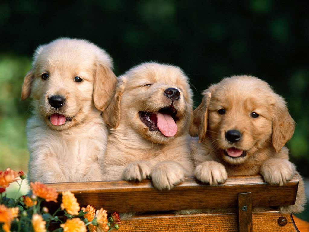 Adorable Puppy Lounging In The Grass Background