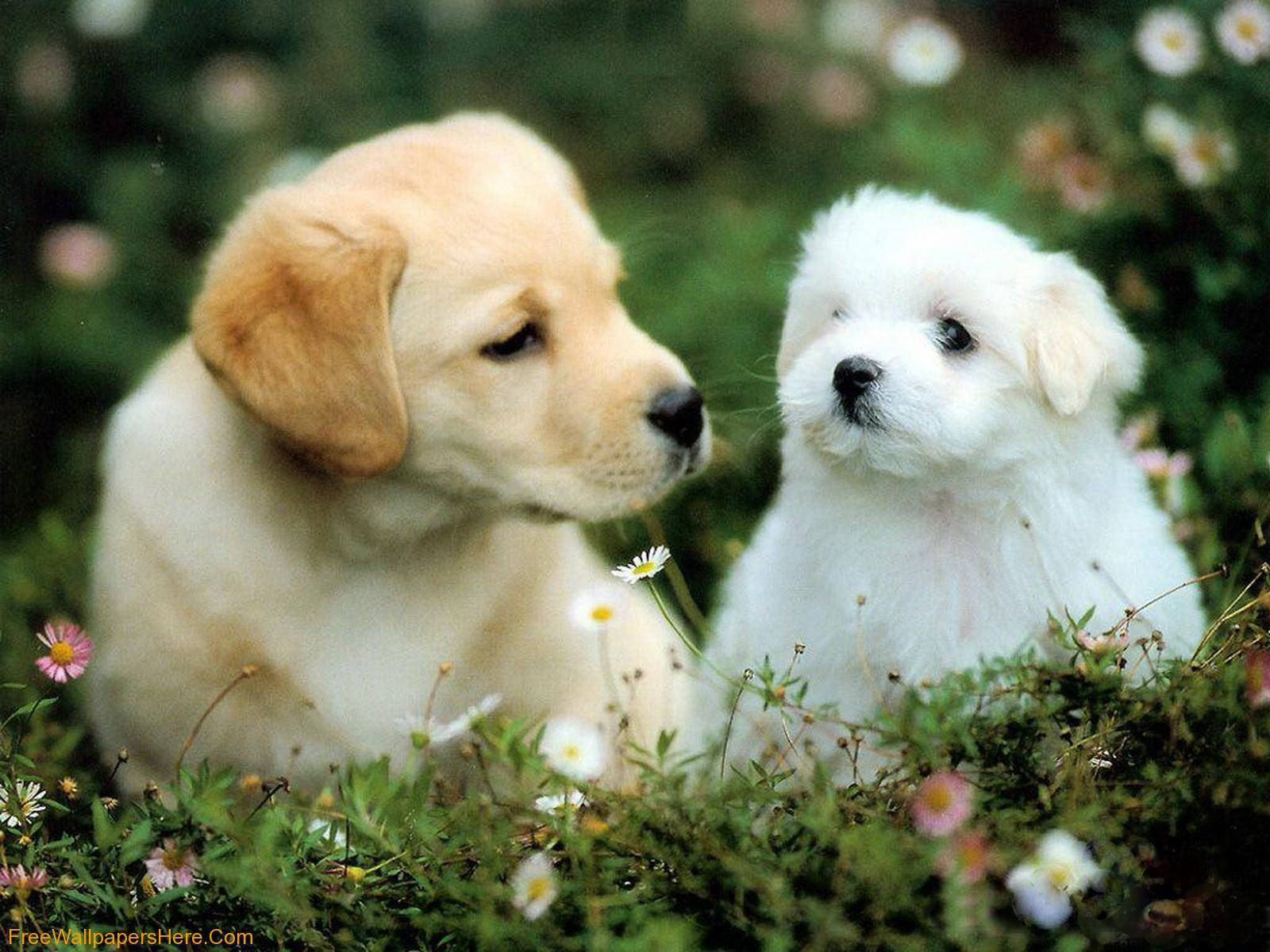 Adorable Puppy Lounging In The Sunshine Background