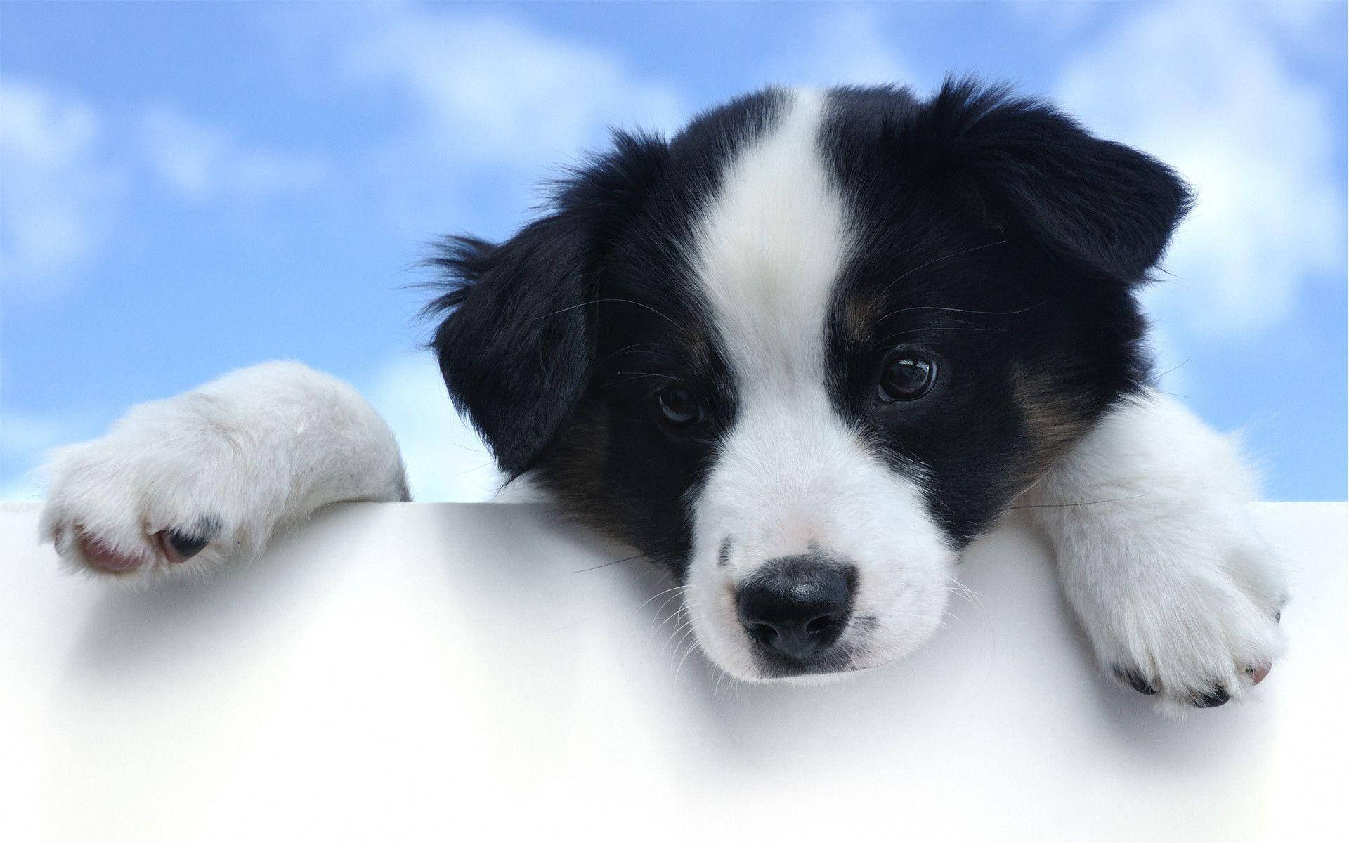 Adorable Puppy Peeking Over Edge Background