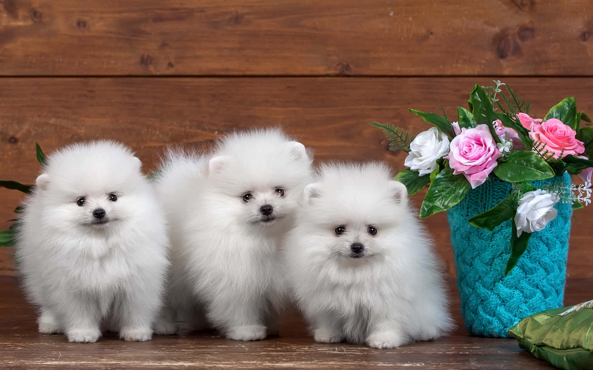 Adorable Pups Gleefully Playing In The Sunshine Background