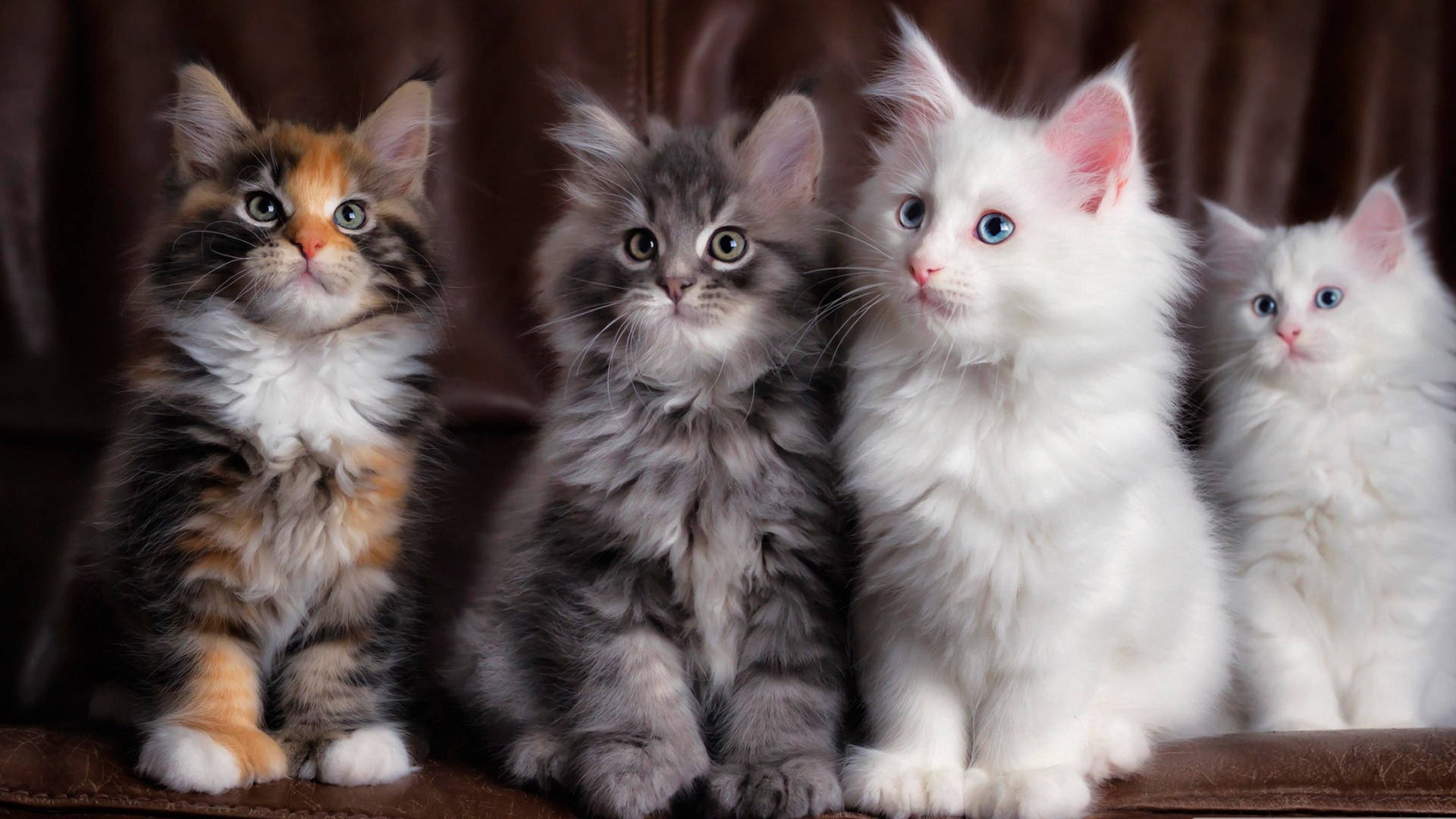 Adorable Quartetof Kittens Background