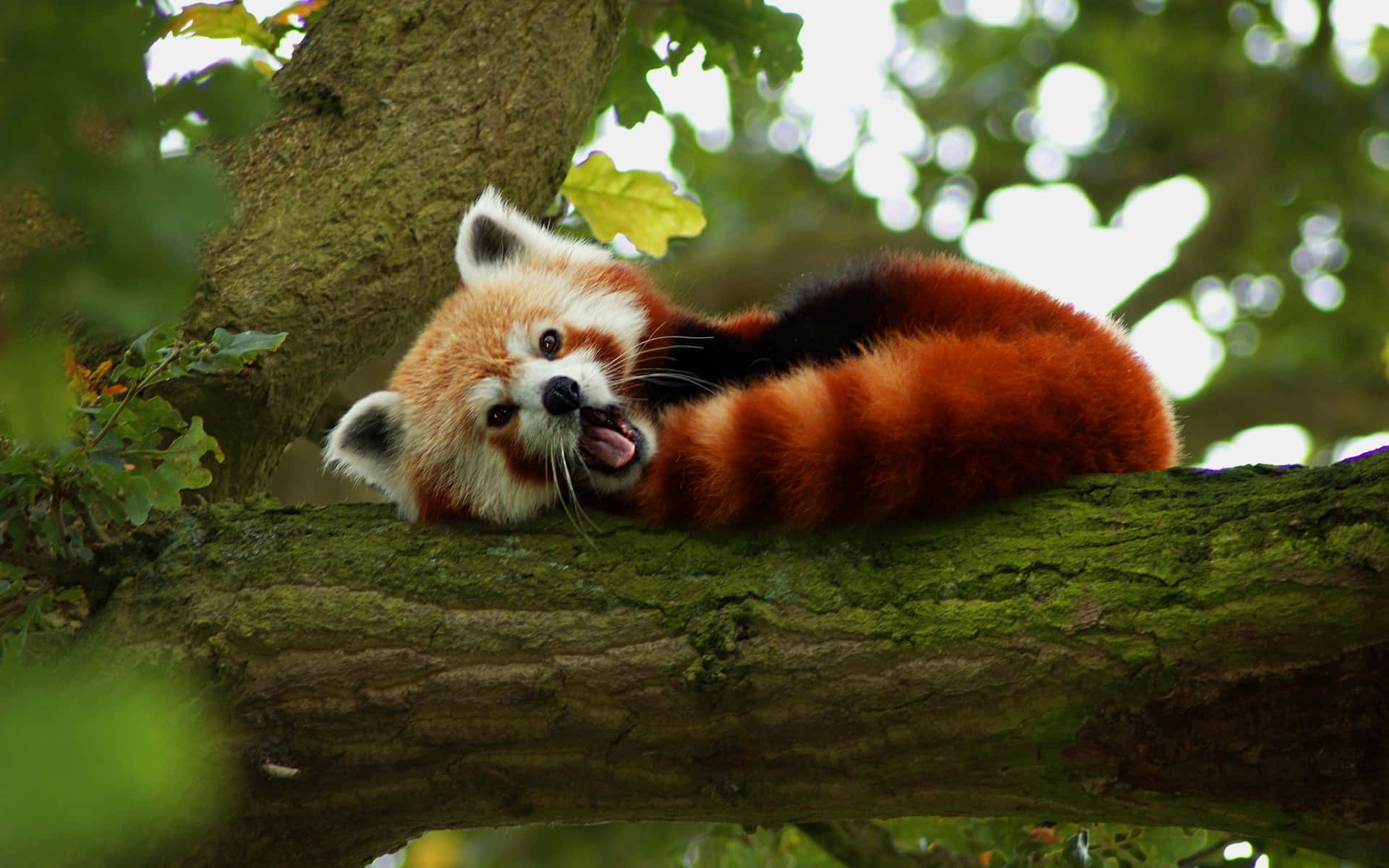 Adorable Red Panda Background