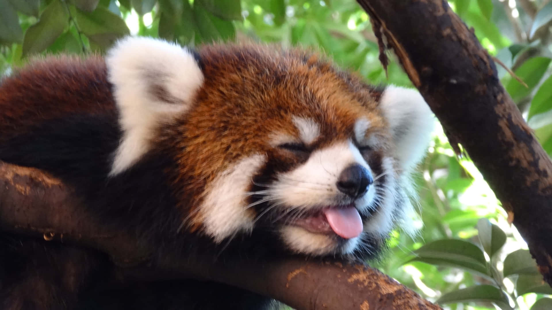 Adorable Red Panda Background