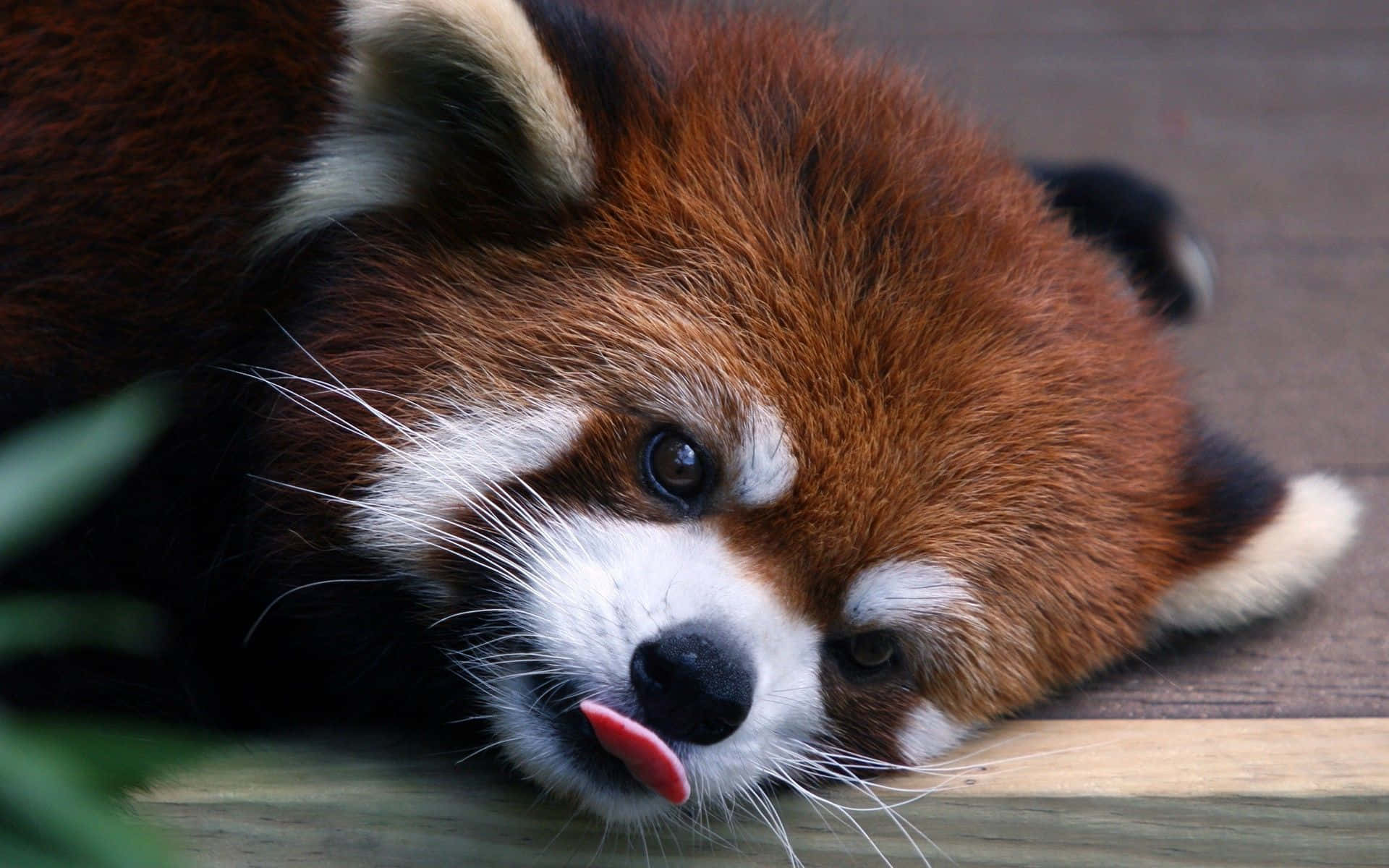 Adorable Red Panda Enjoying A Relaxing Moment Background