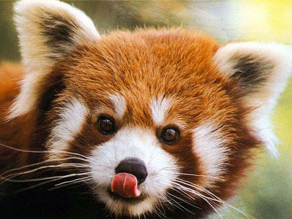 Adorable Red Panda Enjoying A Snack Background