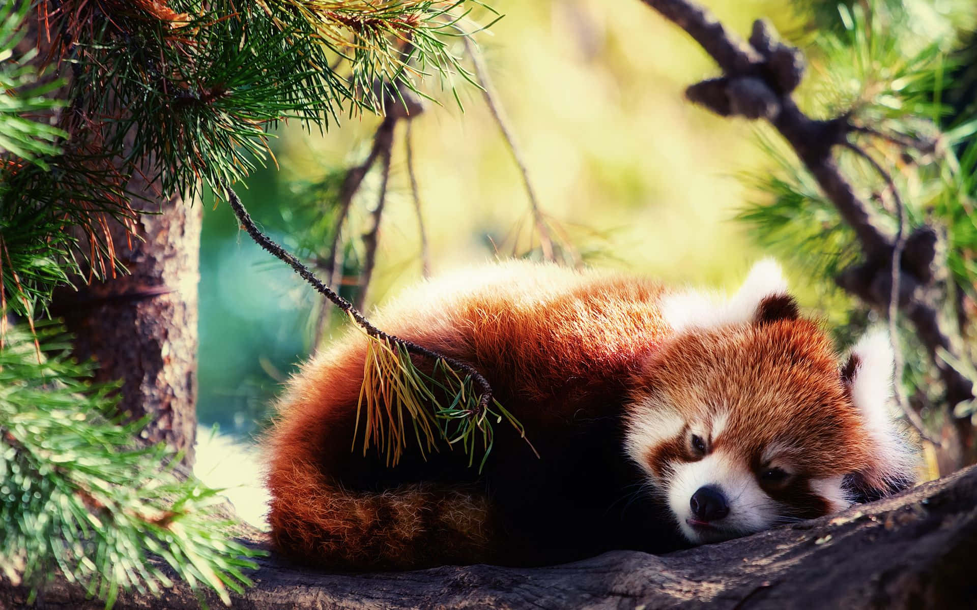 Adorable Red Panda Enjoying A Snack Background