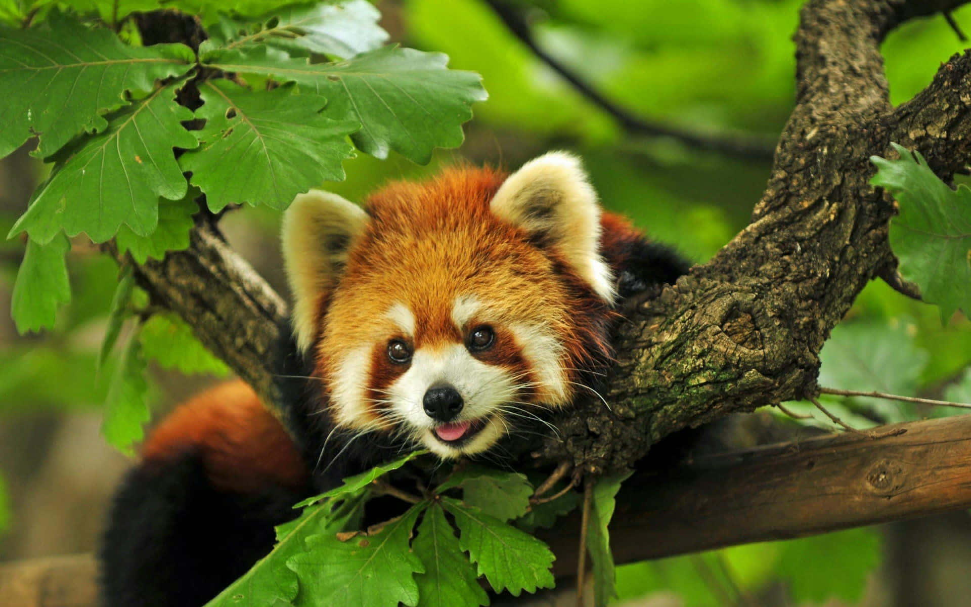 Adorable Red Panda Enjoying Its Meal Background