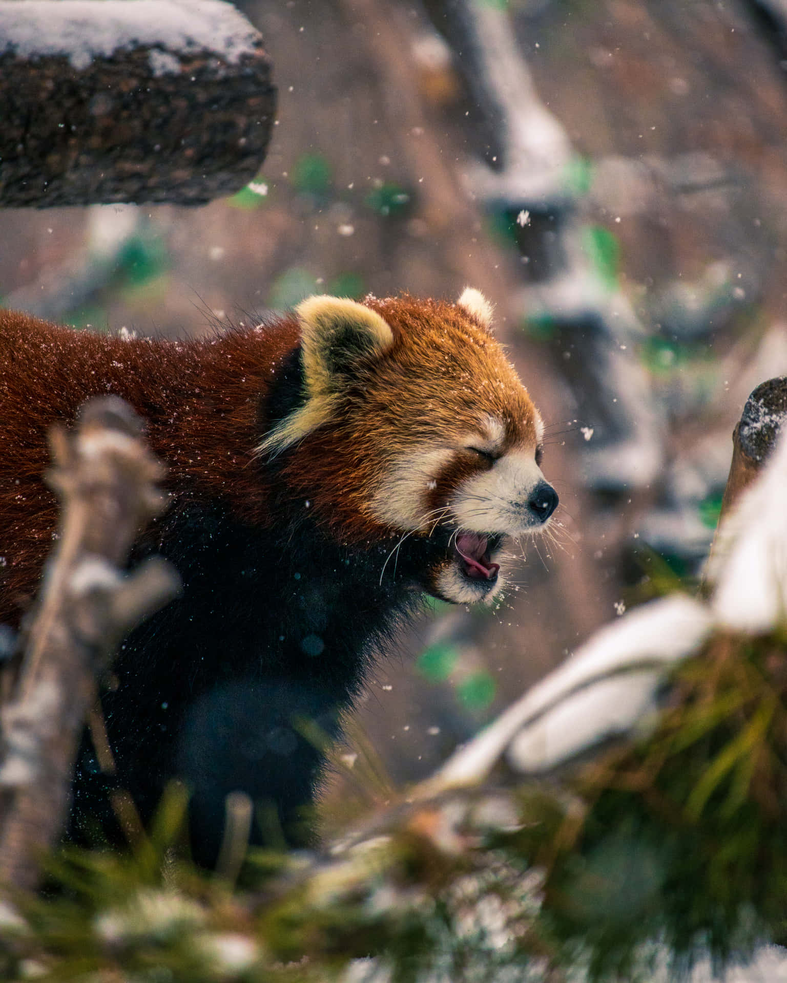 Adorable Red Panda Enjoying The Sunshine Background
