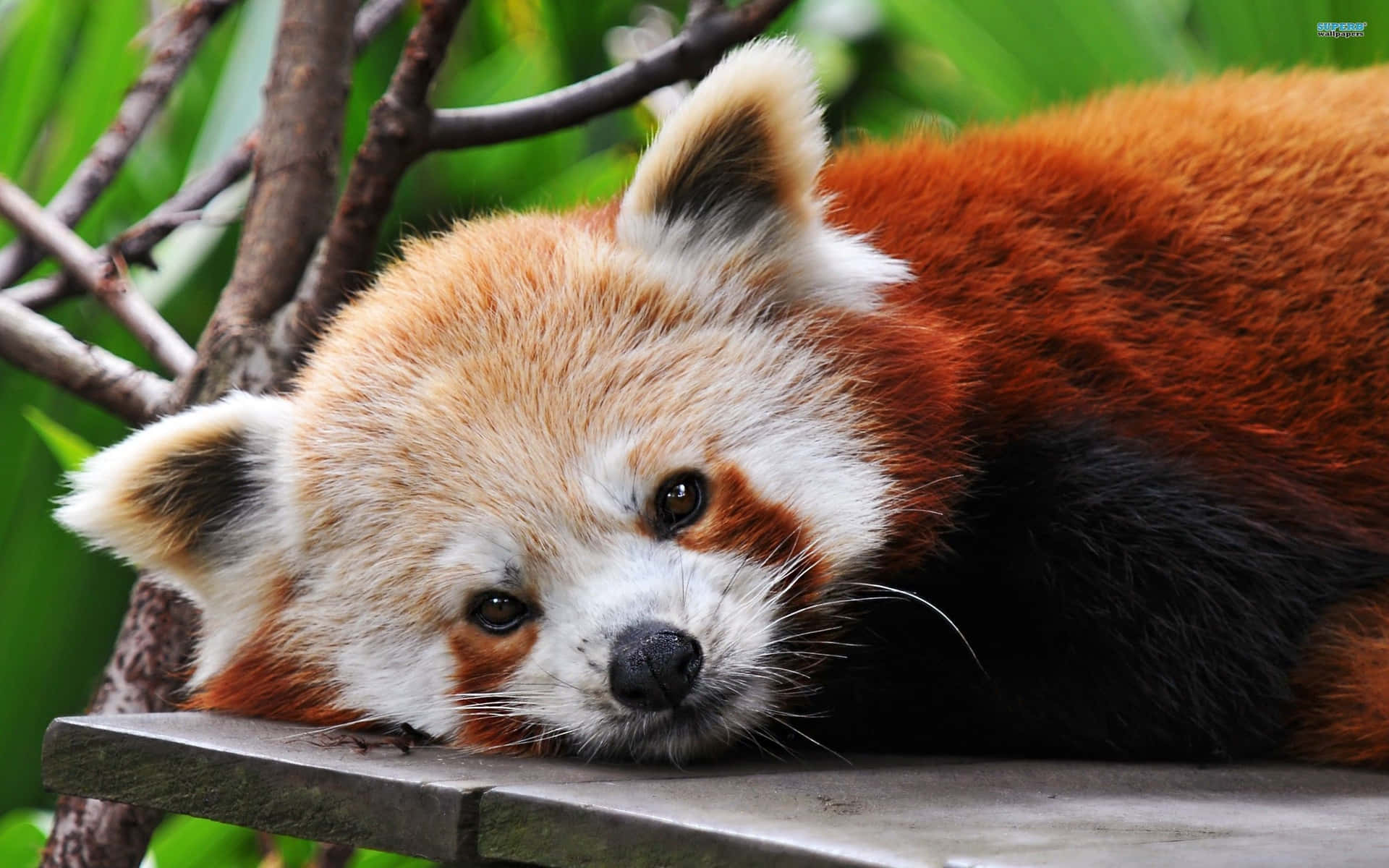 Adorable Red Panda Enjoys Snacking Background