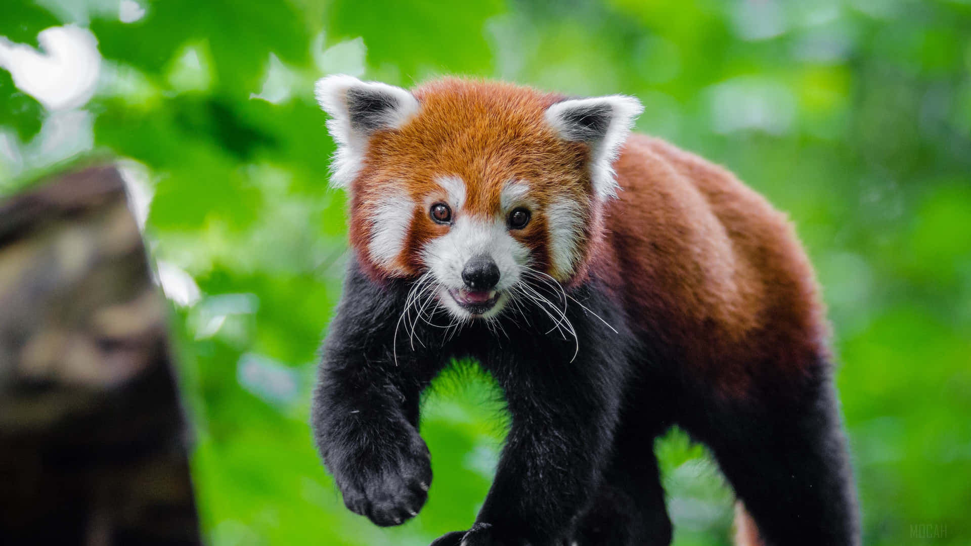 Adorable Red Panda In Its Natural Habitat Background