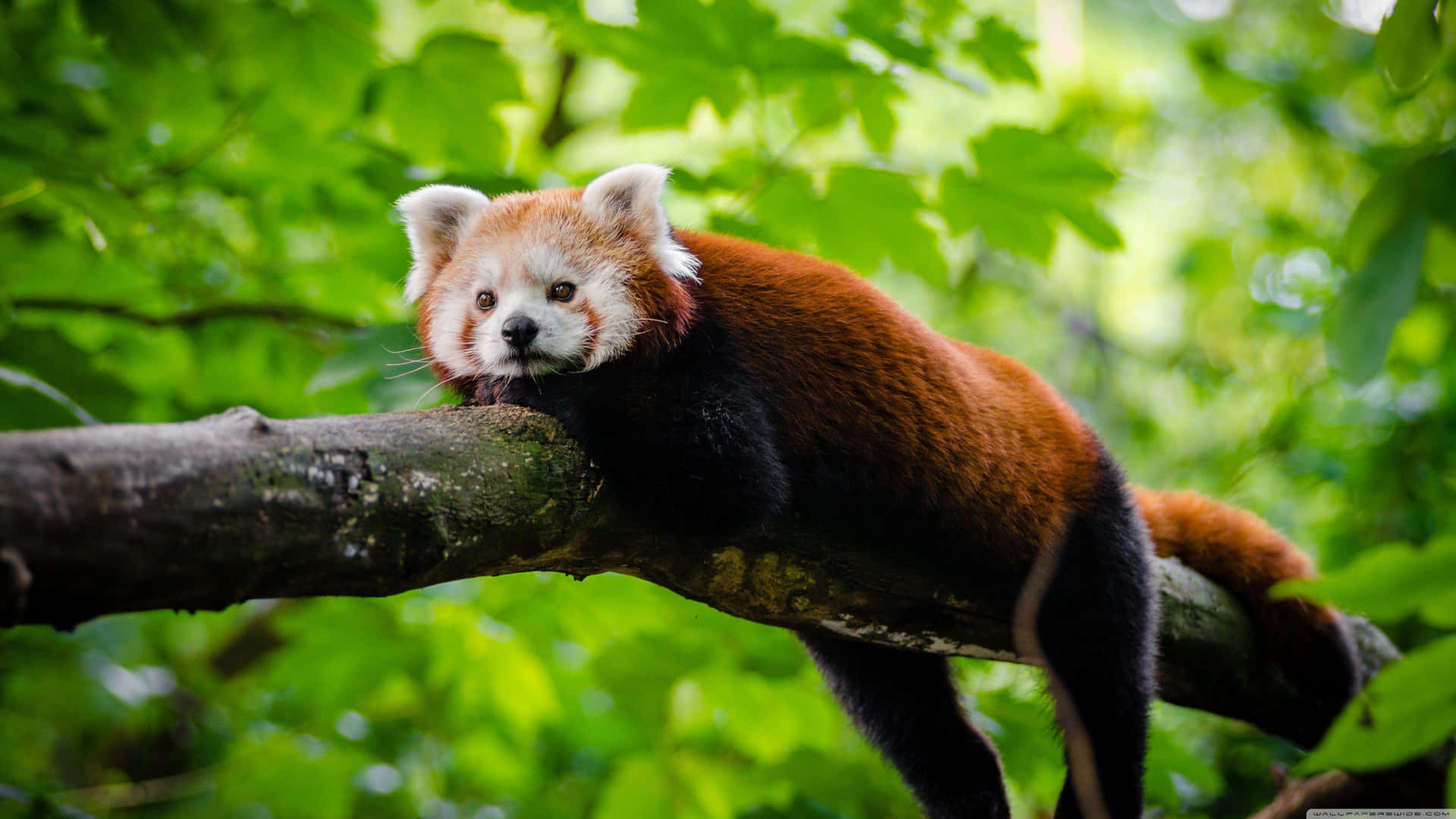 Adorable Red Panda Laptop Background