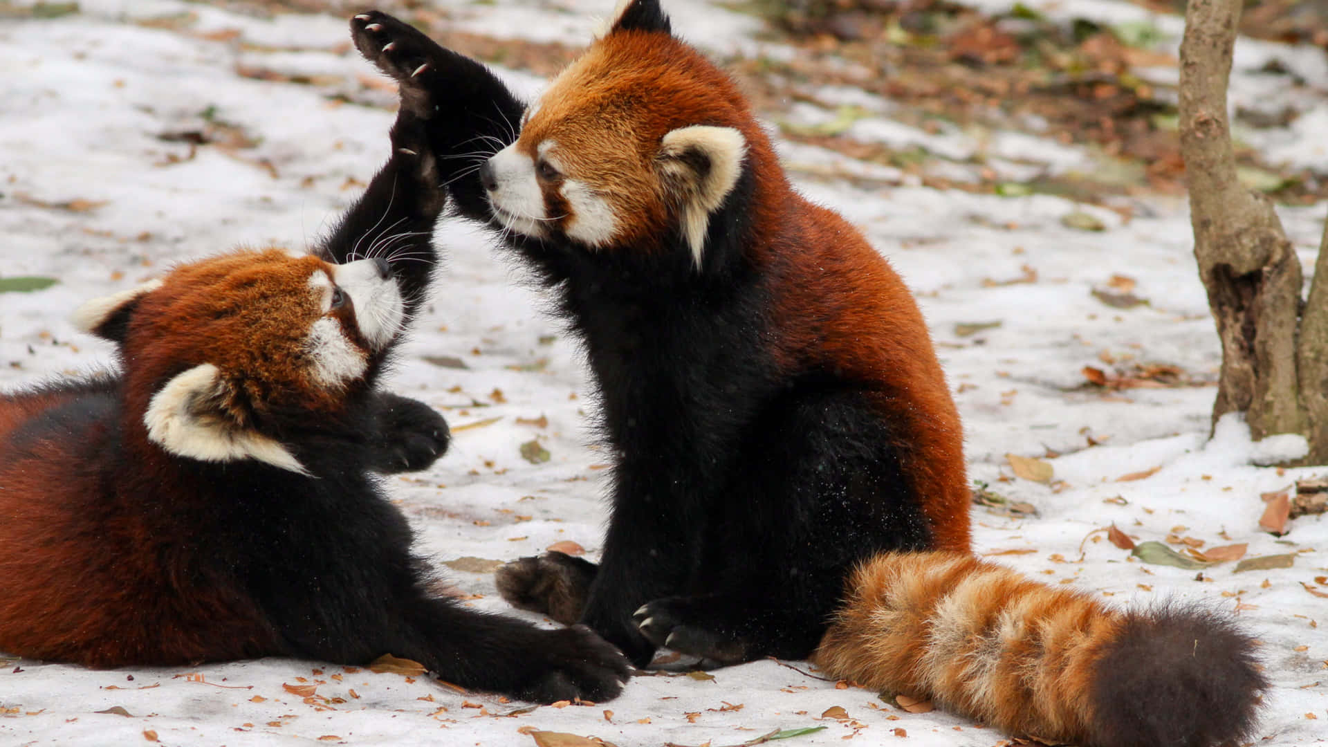 Adorable Red Panda Loves To Cuddle Background