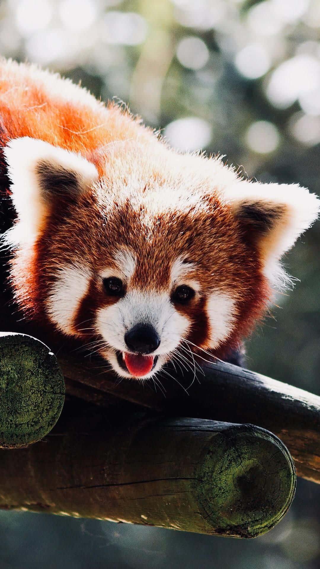 Adorable Red Panda Sitting In A Tree Background