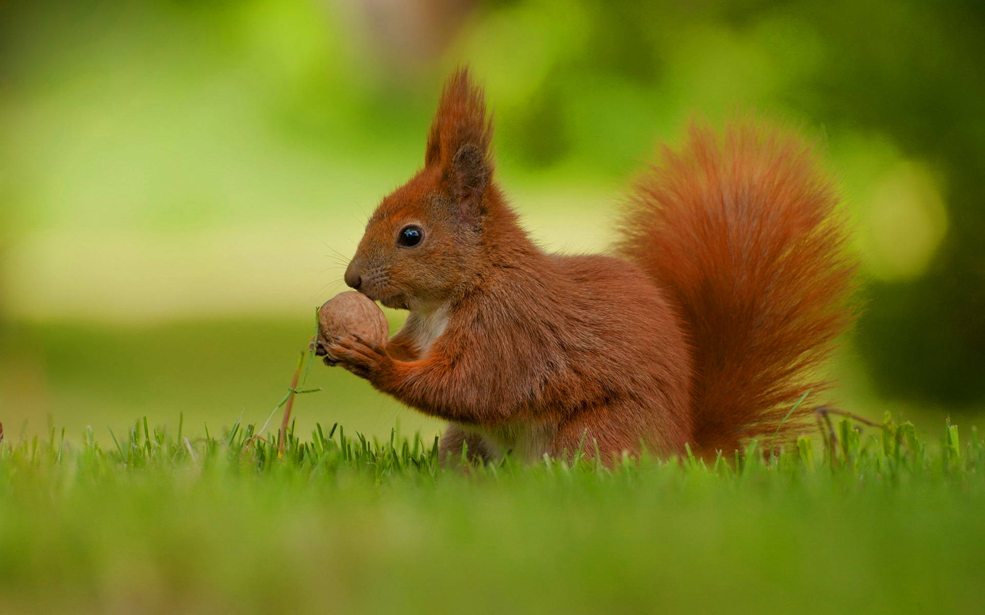 Adorable Red Squirrel Feasting On A Nut Background