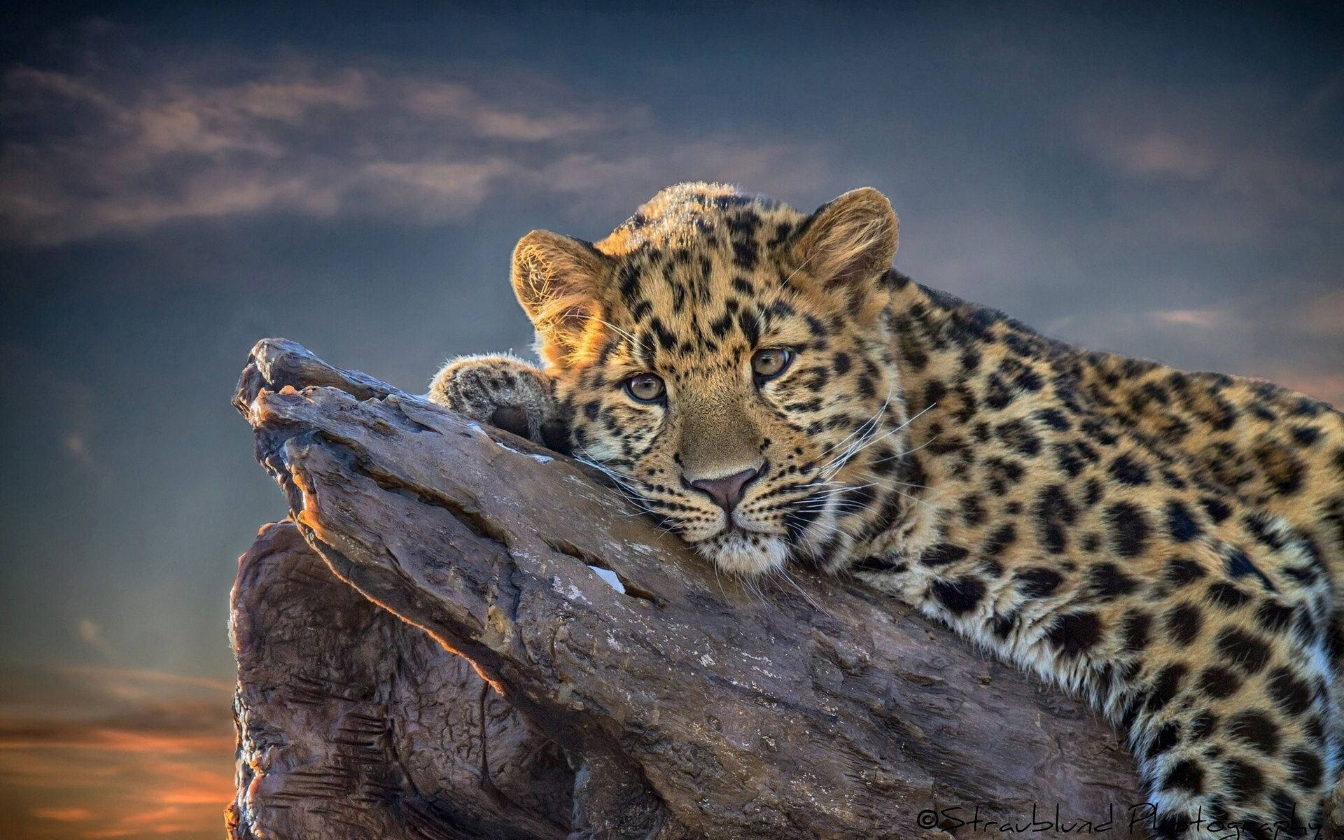 Adorable Resting Leopard Background