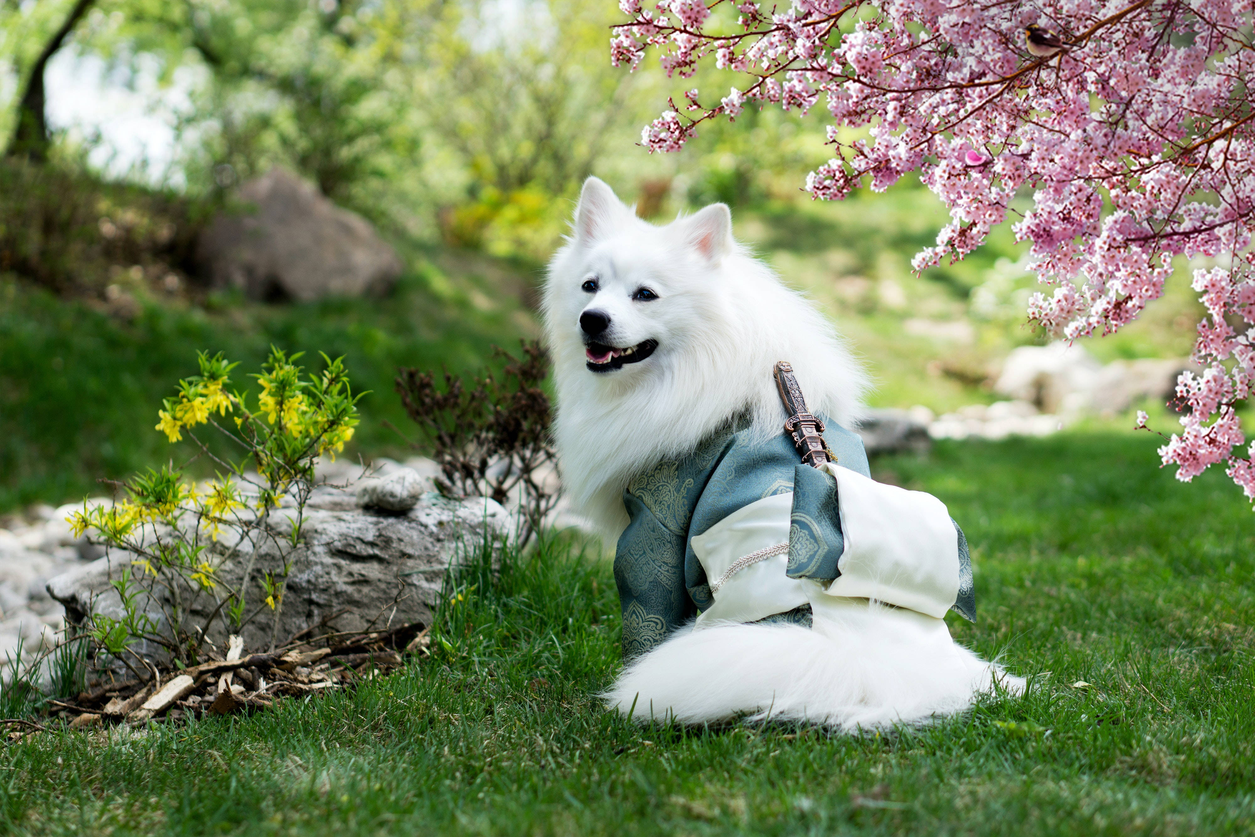 Adorable Samoyed Dog In A Japanese Kimono Background